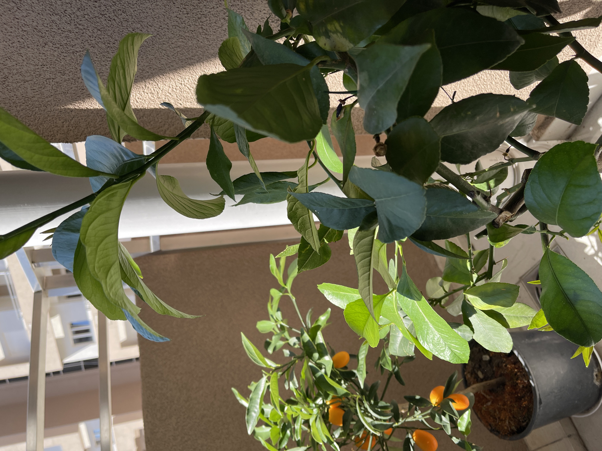 An outdoor close-up shot shows two potted citrus trees, one on the left with several small orange fruits and another larger tree on the right with abundant green leaves. The trees are positioned on a balcony, with a building facade in the background. The larger tree's leaves are large and deep green, some catching sunlight, creating shadows on the textured wall. The smaller tree on the left is partially visible, its branches laden with small, bright orange fruits. A white pillar and a metal railing are also visible, suggesting an urban balcony setting.