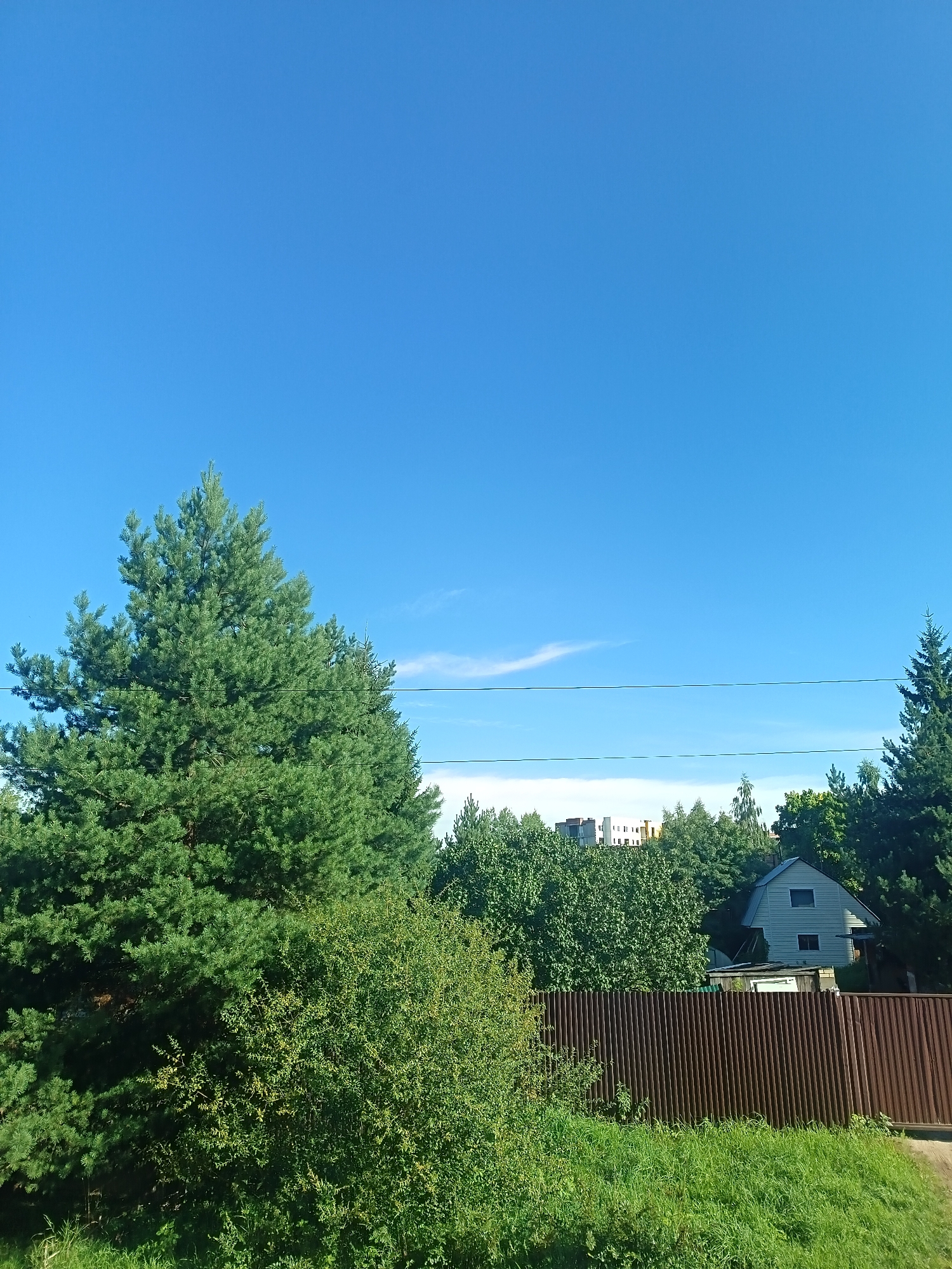 The image depicts a suburban scene under a clear blue sky, likely in Zvenigorod, Russia, given the provided context. In the foreground, lush green grass and dense bushes dominate the lower portion of the frame. A tall, mature pine tree with a full canopy of green needles stands prominently on the left side. Behind the greenery, a corrugated metal fence, colored a dark reddish-brown, stretches horizontally across the midground, partially obscuring the view of what lies beyond.
Beyond the fence, a light blue house with a dark roof and two visible windows is situated among trees. To the left of the house, a small, light-colored shed or outbuilding is visible. In the far background, a cluster of multi-story buildings, likely apartment blocks with light-colored facades and darker roofs, are visible above a dense line of green trees. Power lines are strung horizontally across the sky in the upper midground. The overall environment appears to be a tranquil, residential area with significant natural vegetation. There are no people or animals present in the image, and no discernable actions or interactions are taking place.