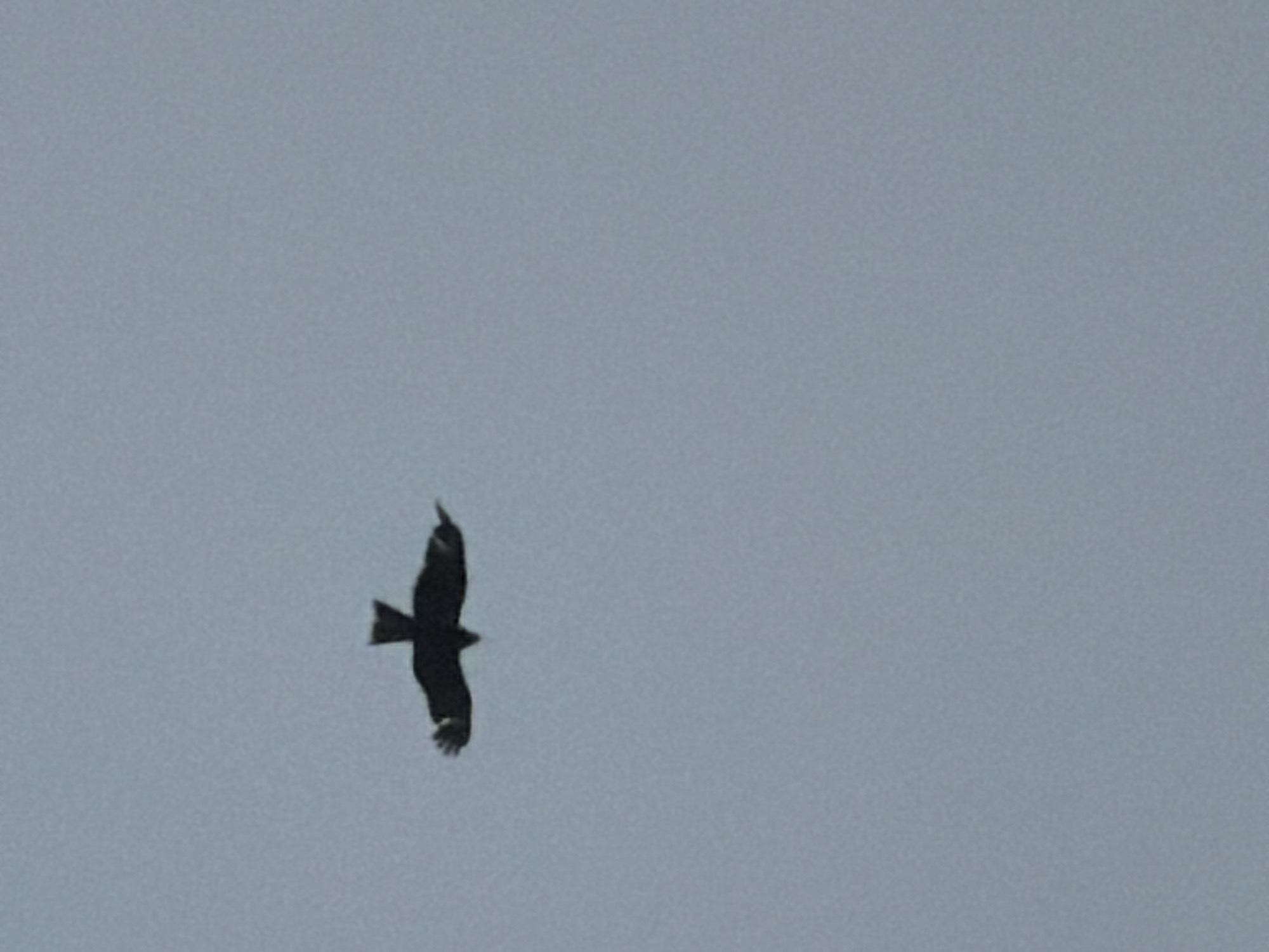A bird with its wings outstretched is flying in a pale grey sky. The bird is dark in color and is silhouetted against the sky. The bird appears to be in the middle of the frame, with ample empty sky above and below it. There is no visible indication of the location in Zarechny, Russia, or any other geographical markers. The image is a straightforward depiction of a bird in flight.