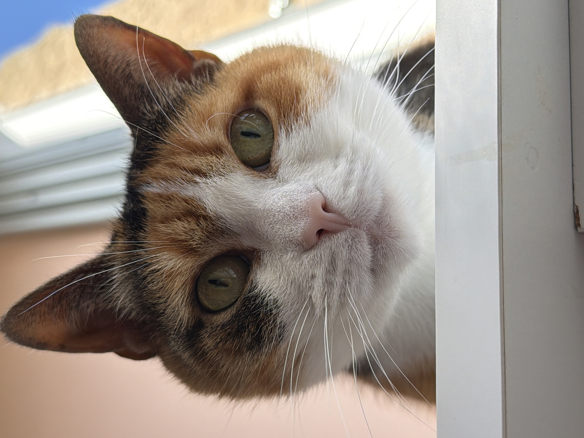A calico cat, exhibiting a blend of white, orange/ginger, and dark brown/black fur patterns, is captured in a direct, close-up perspective. The cat's face is predominantly white, featuring large, round green eyes with vertically elongated pupils and a small, pink, triangular nose. Numerous long, white whiskers extend prominently from both sides of its muzzle. Its pointed ears are upright. The animal is observed looking downward, positioned above a solid white horizontal surface, likely a window sill or ledge, which forms the lower boundary of the frame. The background elements are softly blurred, showing a peachy-orange wall to the left and a combination of a bright white vertical structure, a patch of blue sky, and a light beige building surface to the right. The scene is located in Tel-Aviv, Israel.