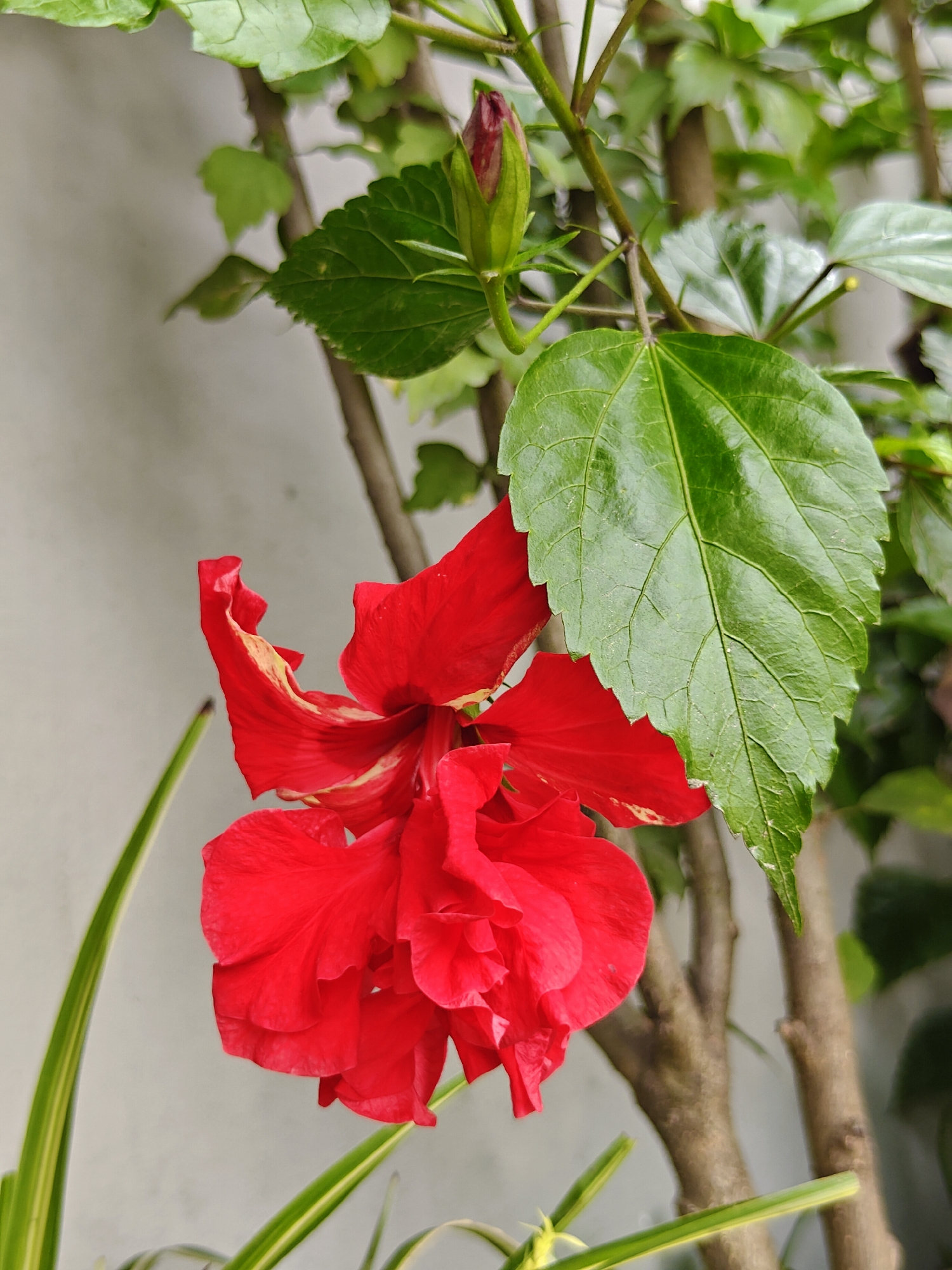 The image shows a close-up of a vibrant red hibiscus flower blooming on a branch, with green leaves and a partially opened bud visible. The background is a plain, light-colored wall, typical of an outdoor setting in Dhunibesi, Nepal. The focus is on the delicate texture and rich color of the flower, with its ruffled petals. The scene is natural and serene, depicting a common sight in gardens or courtyards.