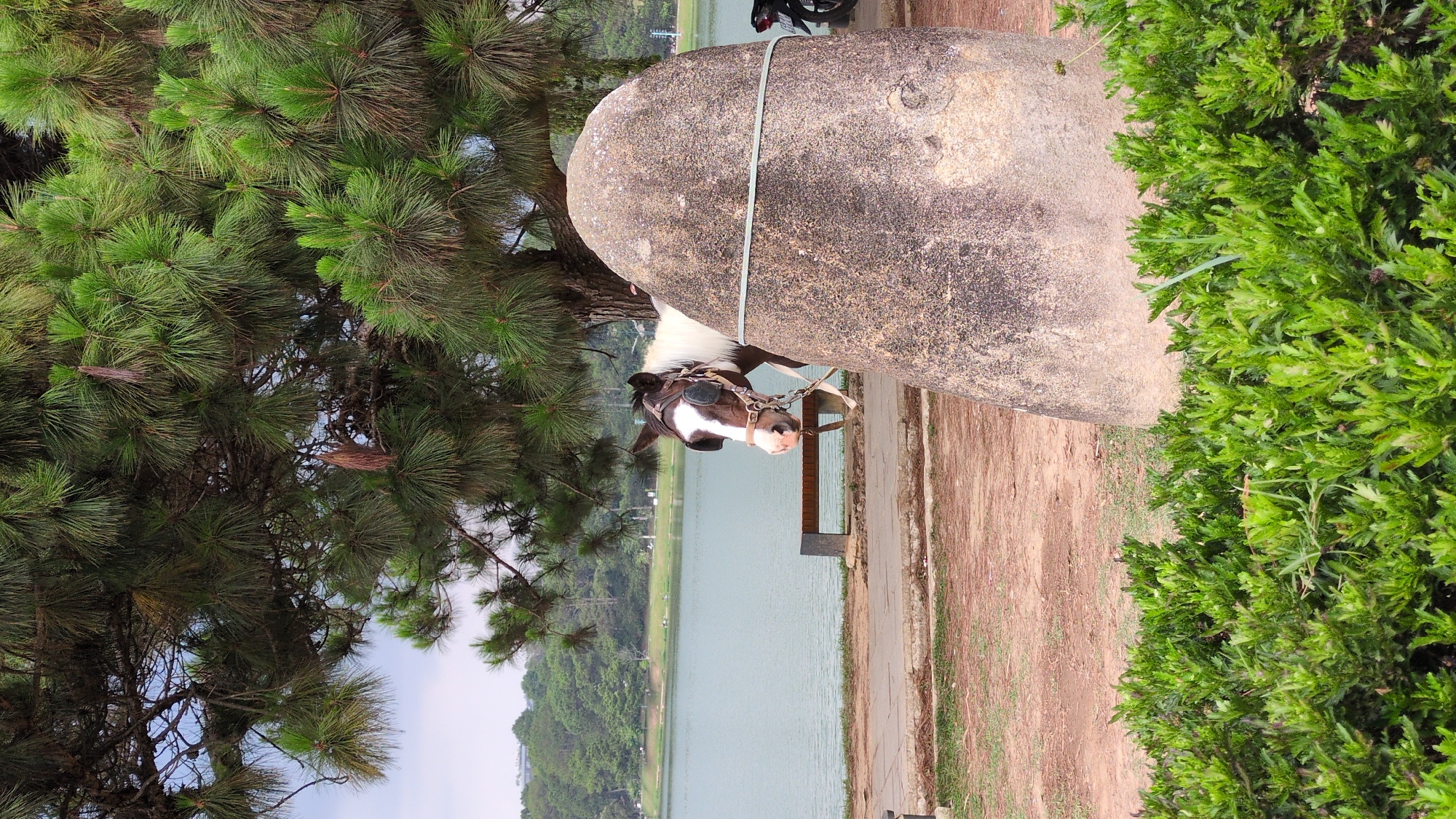 A horse is tied to a large rock near Xuan Huong Lake in Da Lat, Vietnam. The horse, brown and white, wears a bridle with darkened eye coverings. The rock is light grey and connected to the horse's bridle by a grey rope. To the left of the rock is a large coniferous tree with dense green needles, and to the right is a green shrub. In the background, across a path, is Xuan Huong Lake with trees visible on the opposite shore. A parked motorbike is partially visible behind the rock. The ground is a mix of dirt and sparse grass.