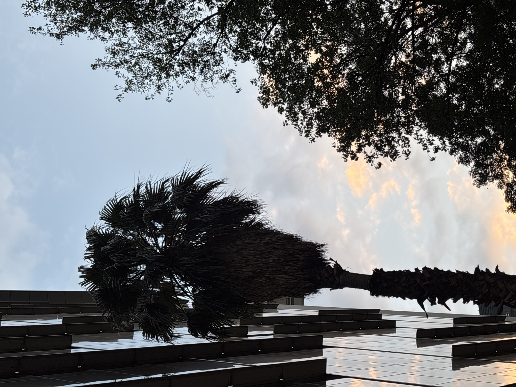 The image is a low-angle shot of a tall building in Mexico City, Mexico. The building has a glass facade with horizontal ledges or balconies. A palm tree with a thick, textured trunk and a full crown of fronds grows adjacent to the building. Above, there are silhouetted branches of another tree against a cloudy sky. The sky has hints of orange and yellow near the horizon, suggesting it may be near sunset. The overall lighting of the scene is somewhat subdued, with the trees and the building appearing dark.