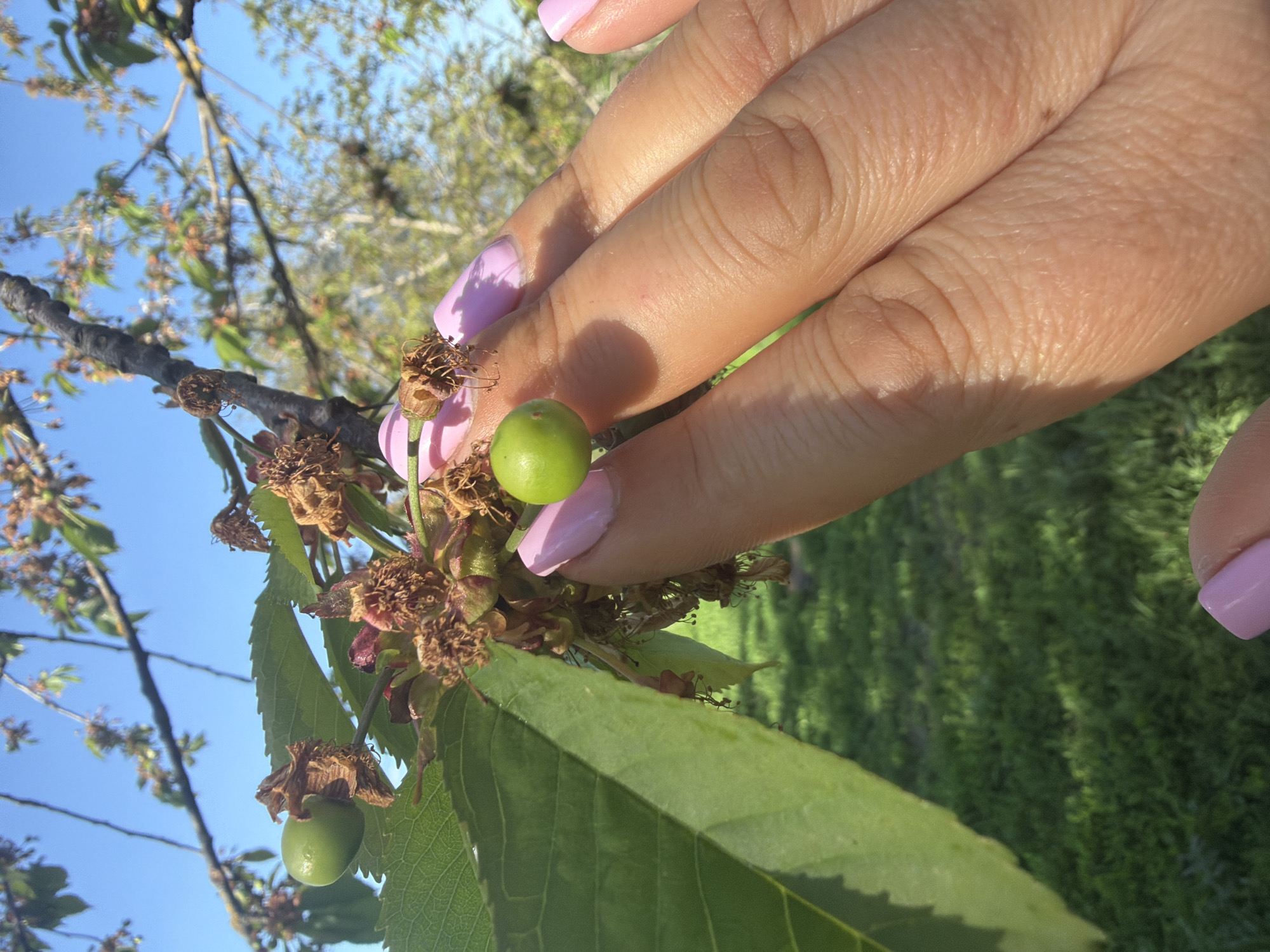 A close-up image shows a person's hand with light purple nail polish holding a green cherry fruit on a branch. The cherry is surrounded by remnants of flowers and leaves. A green leaf is also visible. The background includes a blue sky, tree branches, and green grass. The location is Leningradskaya, Russia.