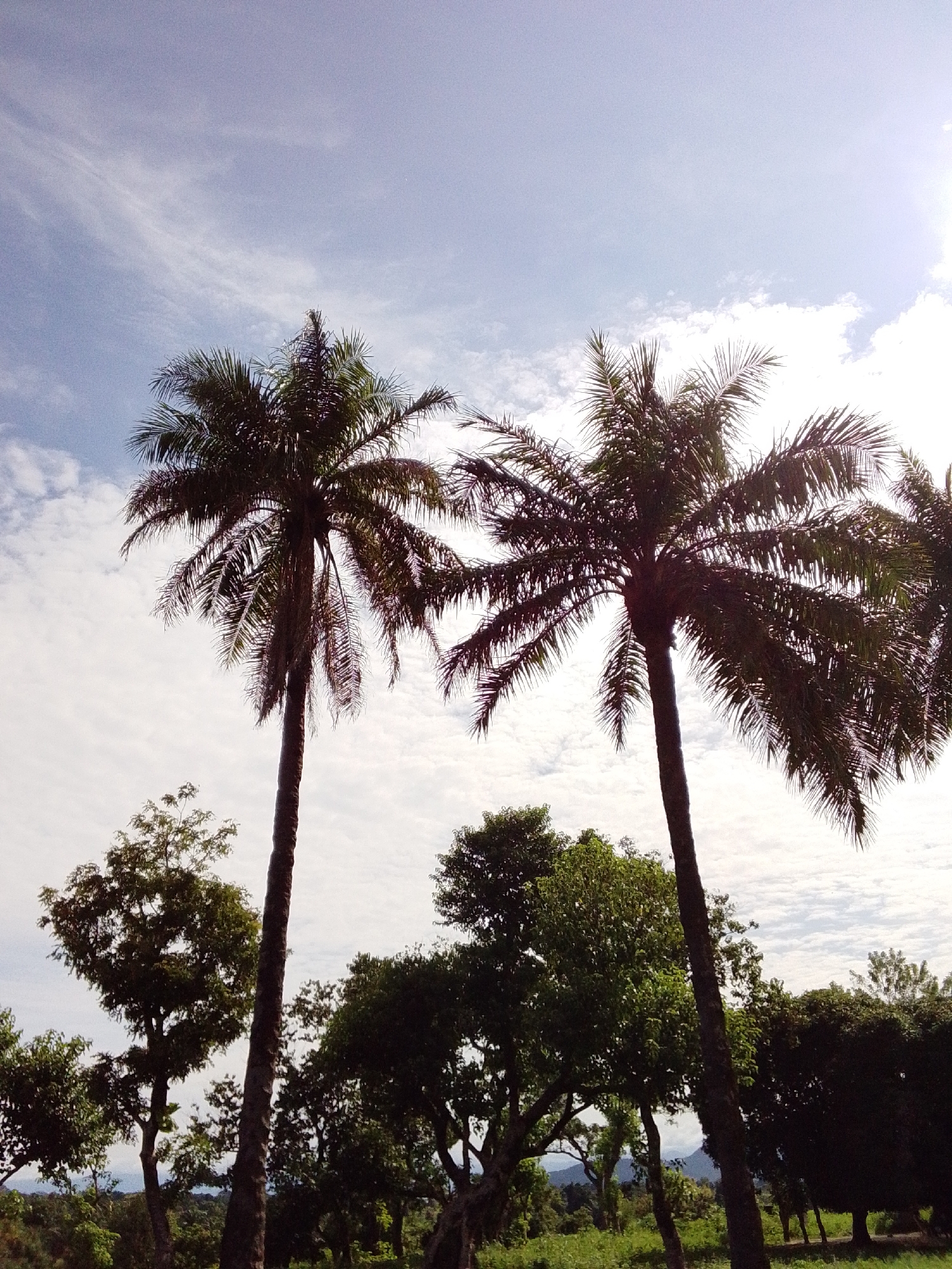 This image, taken in Serti, Nigeria, depicts a landscape dominated by two tall palm trees silhouetted against a bright, partially cloudy sky. The sun is visible on the right side of the frame, creating a lens flare and washing out some of the sky's details. Below the palm trees, a dense canopy of various green trees forms the middle ground, with hints of distant, misty hills or mountains in the background. The foreground consists of lush green vegetation and grass, suggesting a rural or natural setting. No people or animals are visible in the frame.