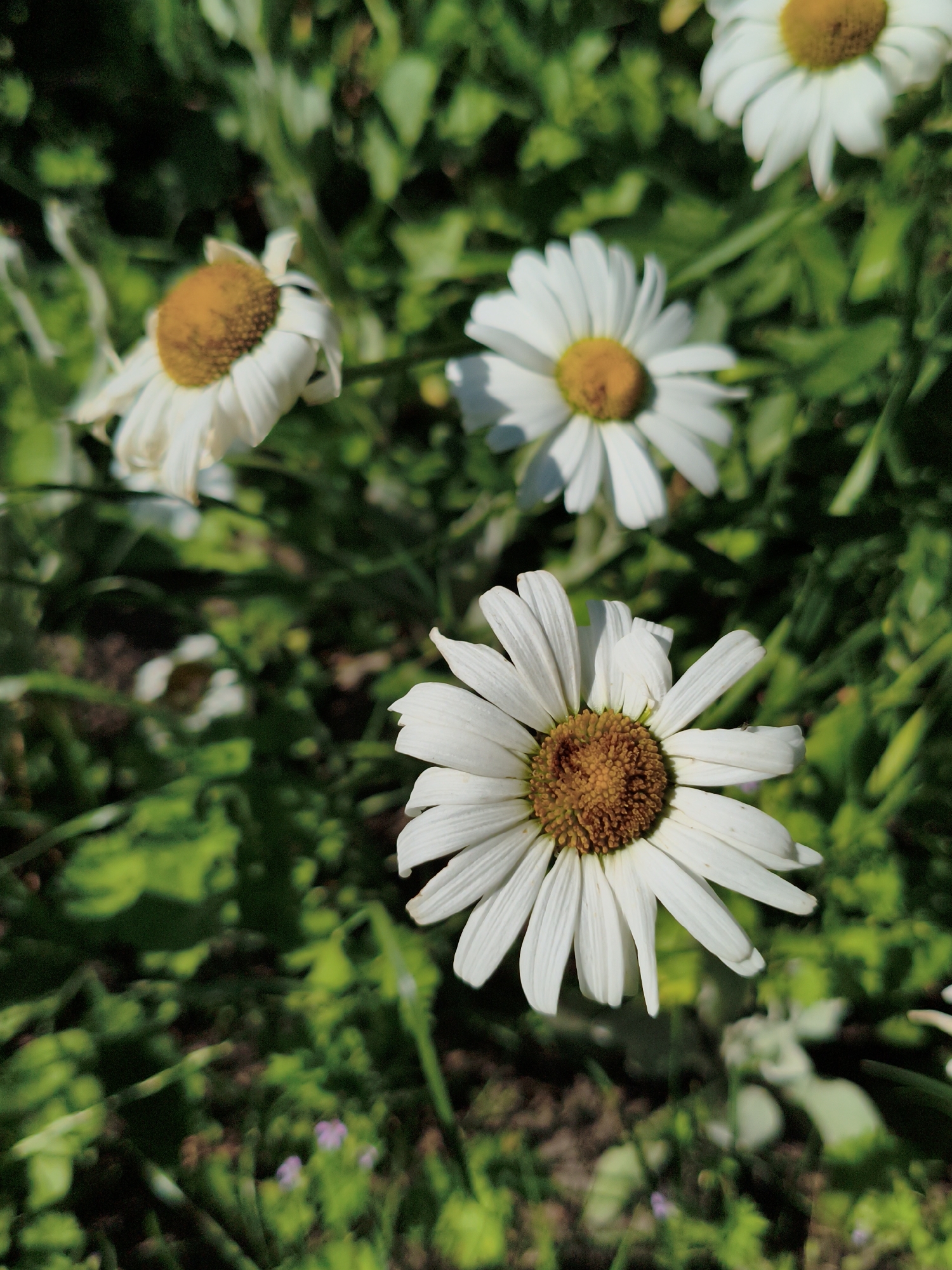 The image displays a close-up view of several daisies with white petals and yellow centers, set against a backdrop of green foliage. The daisies are varied in their focus and clarity; one prominent daisy in the foreground is in sharp focus, showcasing its intricate petal structure and textured center. Other daisies are visible in the background, some slightly blurred, contributing to a sense of depth. The environment appears to be a natural outdoor setting, likely a garden or meadow, with dappled sunlight suggesting a bright day. There is no indication of any specific location within the city of Ustyvytsia, Ukraine, nor are there any people, actions, or interactions depicted in the scene. The focus is purely on the floral subjects and their immediate surroundings.