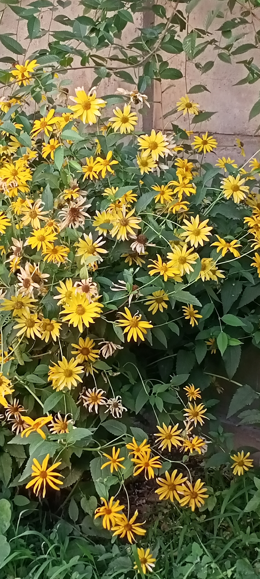 This image depicts a dense cluster of yellow flowers, possibly Jerusalem artichokes, blooming against a textured, light brown wall. The flowers, with their daisy-like appearance and distinct yellow petals, vary in their stage of bloom, with some appearing vibrant and fully open, while others are wilting and brown. Lush green leaves fill the spaces between the flowers, creating a verdant backdrop. The overall impression is one of natural growth and seasonal abundance. The location is specified as Sokuluk, Kyrgyzstan. The scene is devoid of any human presence or activity.