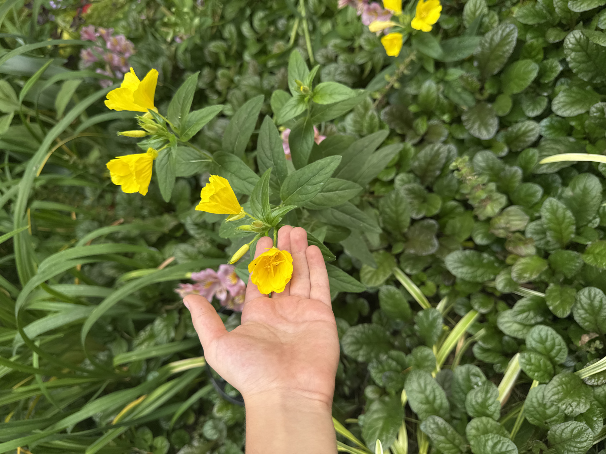 A human hand is holding a yellow flower. The hand is pale and has several fingers visible. The flower is bright yellow with delicate petals. In the background, there are lush green plants, including tall, grassy leaves and a bed of smaller, textured green leaves. Several other yellow flowers are visible, as well as some delicate pink flowers. The overall scene appears to be an outdoor garden. This image was captured in Sochi, Russia.