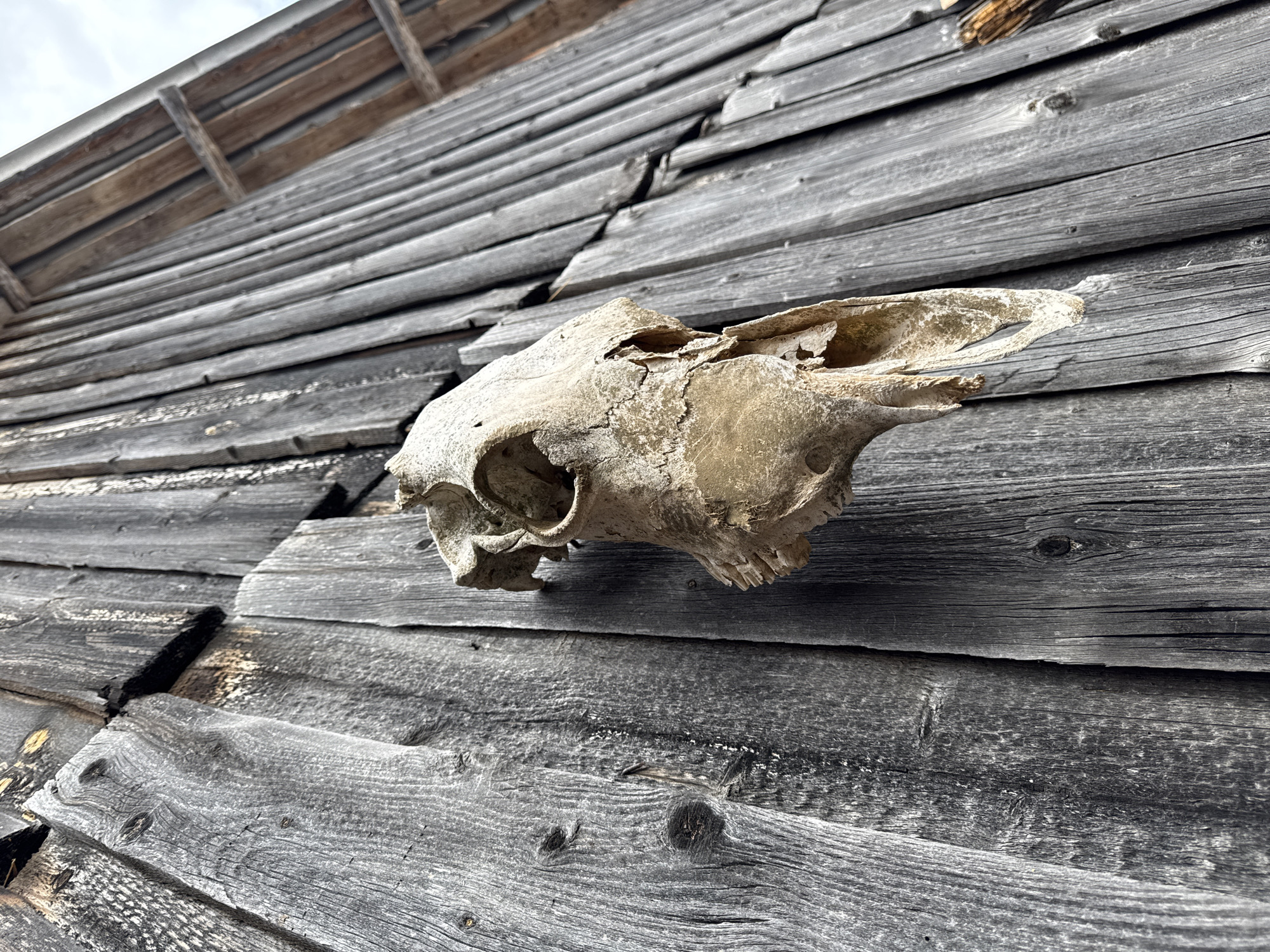 A close-up shot depicts an animal skull mounted on the exterior of a weathered wooden structure. The planks of the building, likely a barn or shed, exhibit a grey, aged patina with visible wood grain and cracks. The skull is light-colored, appears dry and brittle, and is missing the lower jaw. The backdrop is an overcast sky visible at the upper edge of the frame. The image, while detailed, provides no information to directly link the location to Amaneevo, Russia, or any specific human actions or interactions.