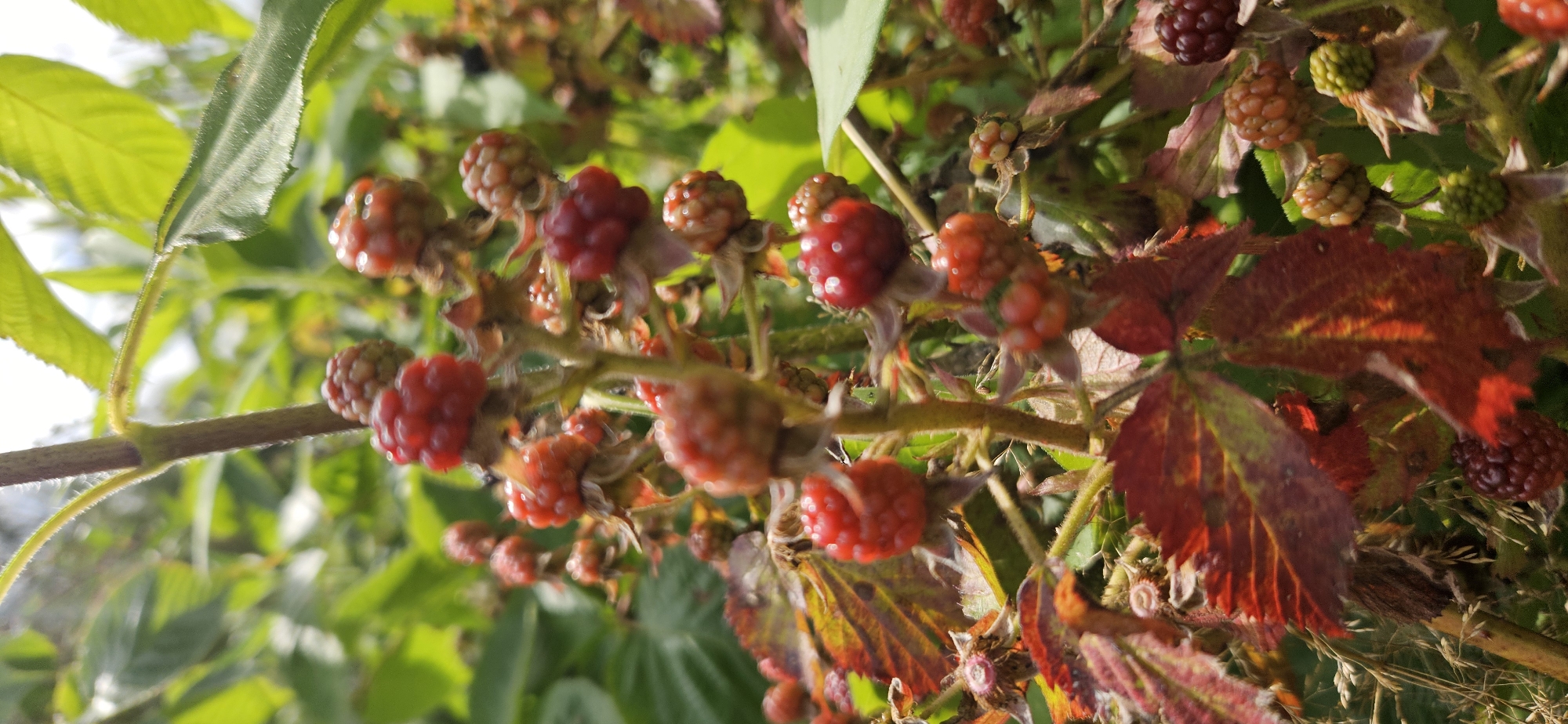 The image depicts a close-up view of a raspberry bush in the process of bearing fruit. Several raspberries are visible, ranging in color from green and unripe to red and ripe. Some of the leaves on the bush are a deep red, suggesting the transition into autumn. The background consists of blurred green foliage, indicating an outdoor natural setting. The image does not contain any people or discernible structures that would place it within a specific urban location like Мазалаўскі сельскі Савет, Belarus. The focus is entirely on the plant and its berries.