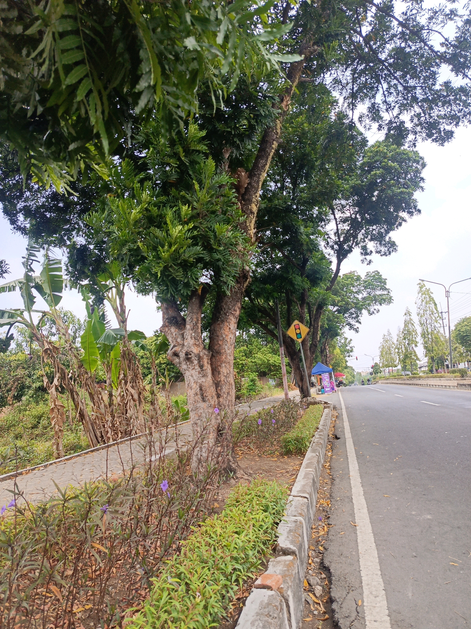 A paved road curves gently to the right, bordered by a low concrete curb and a strip of vegetation. Large trees with dense green foliage line the left side of the road, casting shadows. Beyond the trees, there are banana plants and more greenery. A yellow diamond-shaped traffic sign with a red border shows a traffic light symbol, with the green light illuminated. A blue tarp is set up near the roadside. In the distance, a line of tall, slender trees are visible, and streetlights stand along the right side of the road. The sky is overcast. This scene appears to be on a road in Milangasri, Indonesia, given the vegetation and the presence of the traffic signal.