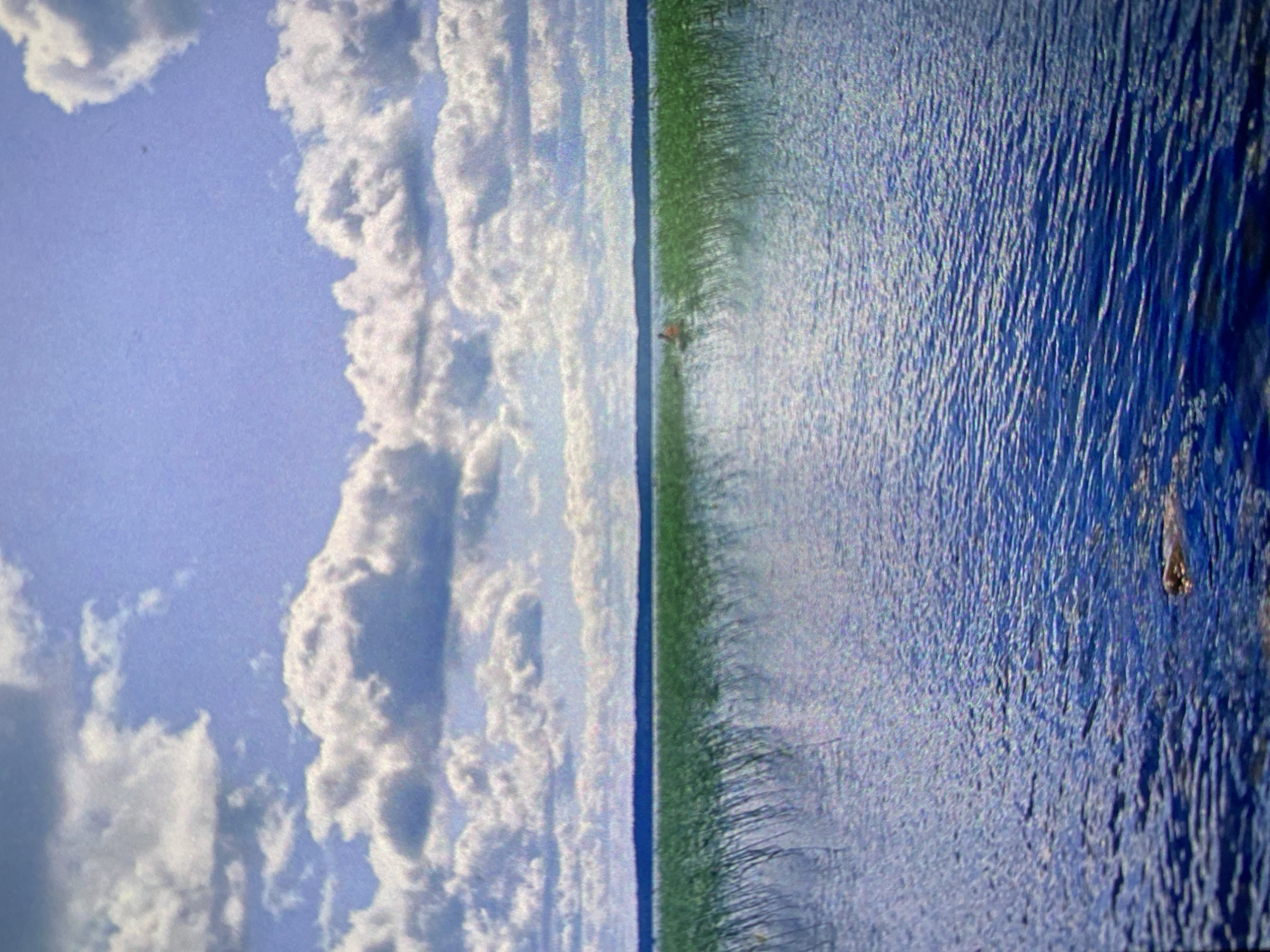 The image depicts a landscape divided vertically, with a sky filled with cumulus clouds on the left, transitioning to a body of water on the right. A strip of vegetation separates the sky and water. The water's surface is textured with small waves and ripples. The image is likely taken in Saint Petersburg, Russia, a city known for its canals, rivers, and extensive cloudscapes. The presence of water and vegetation suggests an area near a lake or riverbank.