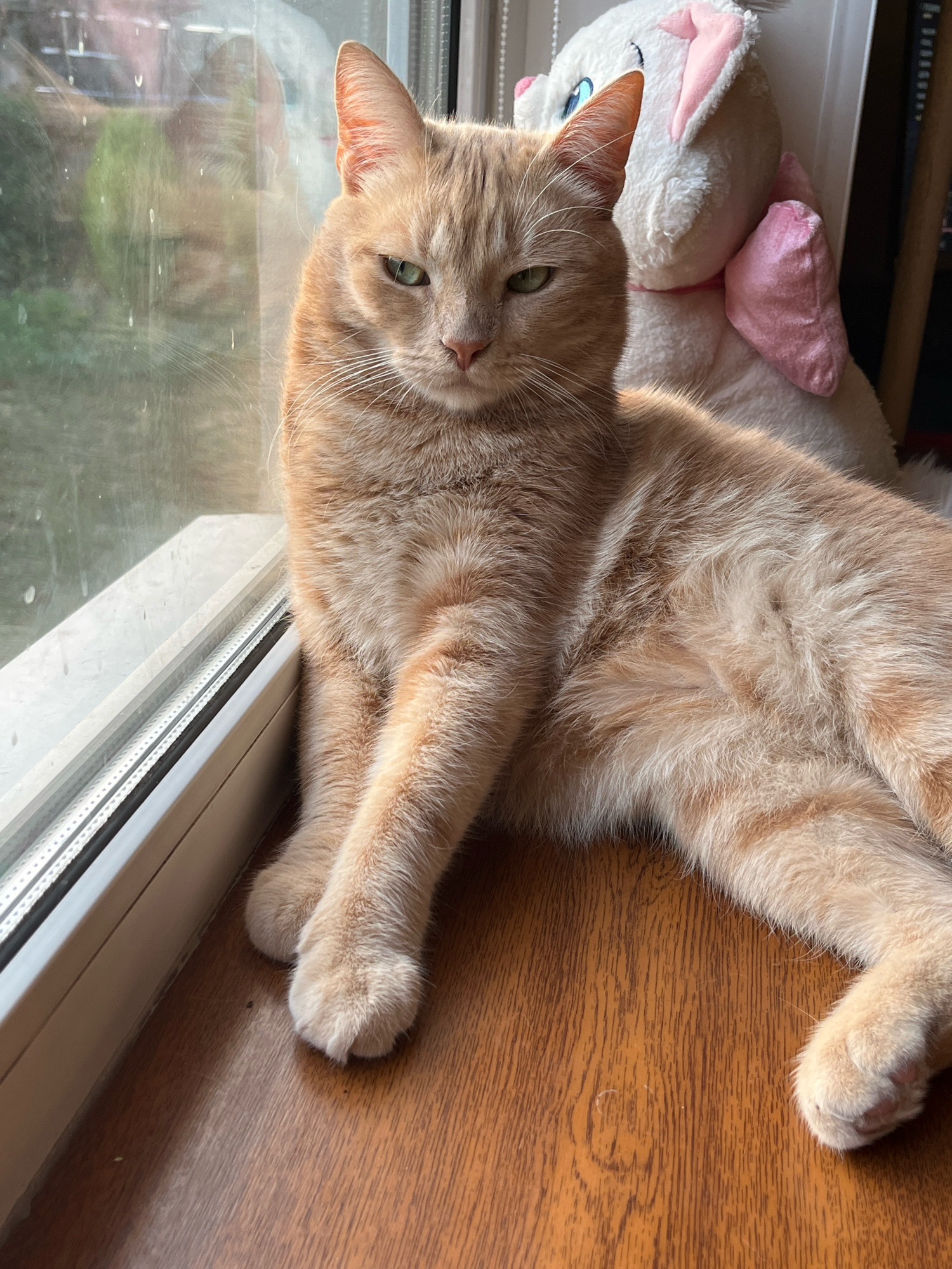 An orange tabby cat with green eyes is lying on a wooden surface next to a window. The cat is facing forward and looking at the camera with a neutral expression. Behind the cat, a white stuffed animal with pink ears and a pink bow is visible. The window shows a reflection of greenery outside. The scene appears to be indoors.