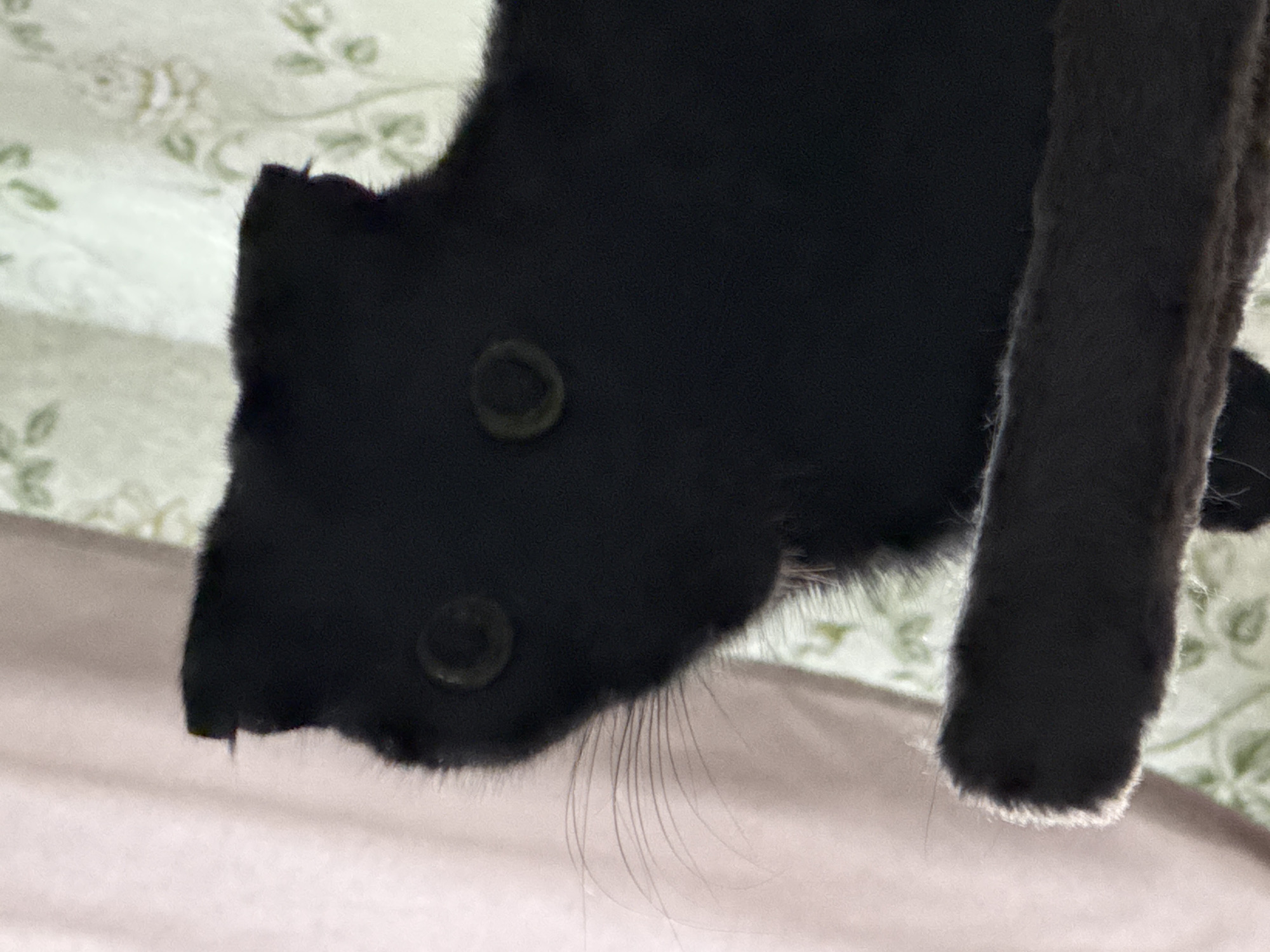 This is a close-up, low-angle photograph of a black cat's head and paw. The cat is positioned upside down, with its head towards the bottom left of the frame and its paw extending upwards to the right. The cat's fur is dark and appears soft. Its eyes, which are partially visible, are dark and circular. The cat's whiskers are long and delicate. The background is a soft blur of light green with a subtle floral pattern, possibly a bedspread or curtain, and a lighter pinkish-beige surface below. The lighting is dim, suggesting an indoor setting, perhaps in the evening or with artificial light. The focus is sharp on the cat's fur and features, with the background out of focus. There are no people, text, or specific time-of-day or weather cues visible, other than the indoor lighting. The overall impression is a candid, intimate shot of a domestic cat.