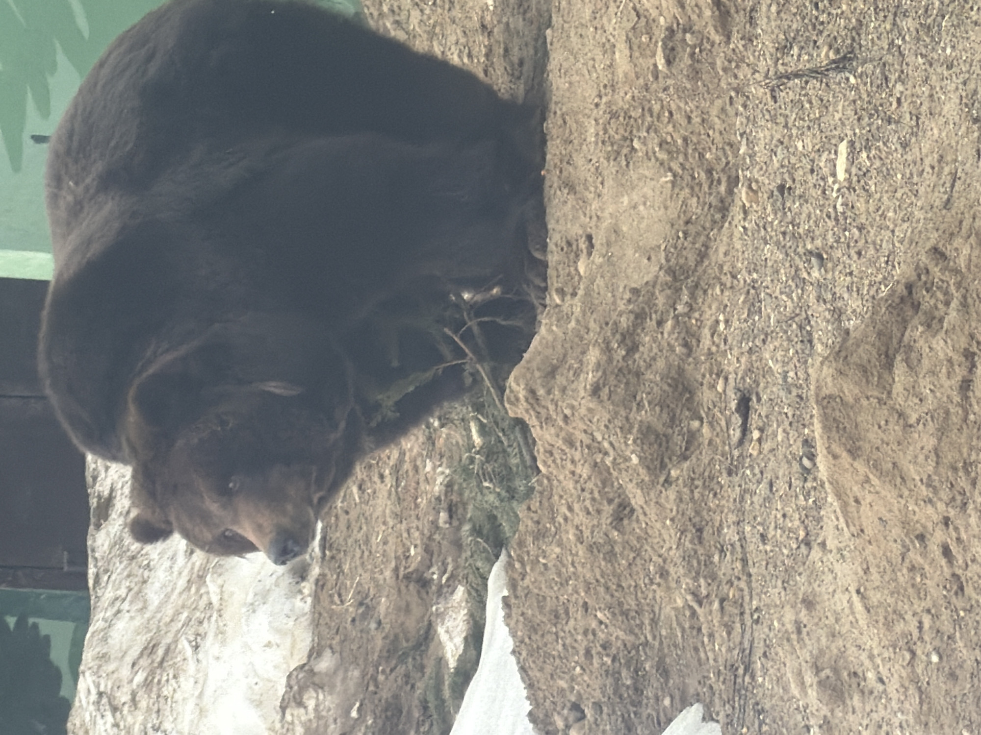 The image depicts a brown bear in what appears to be a zoo enclosure. The bear is partially obscured by a rock formation, and some snow is visible at the base of the enclosure. Vegetation is also present. Given the location context, this is likely the Perm Zoo, Russia.