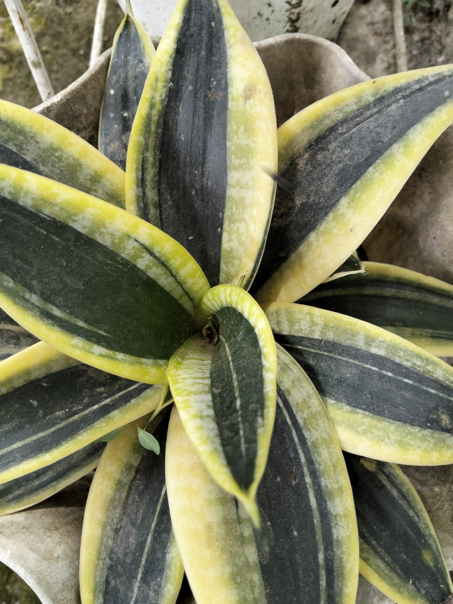 An overhead, close-up shot shows a snake plant, also known as Sansevieria trifasciata, with its characteristic sword-like leaves. The leaves are variegated, featuring dark green centers bordered by bands of bright yellow and pale green. The plant is in a light gray, concrete pot, with some dirt visible around the base of the leaves. The pot is resting on a textured surface, possibly other concrete or stone elements. The background is blurred, suggesting an outdoor setting. A tiny, single green sprout is visible emerging from the soil near the center of the plant. The image was taken in Payagaboh, Indonesia.