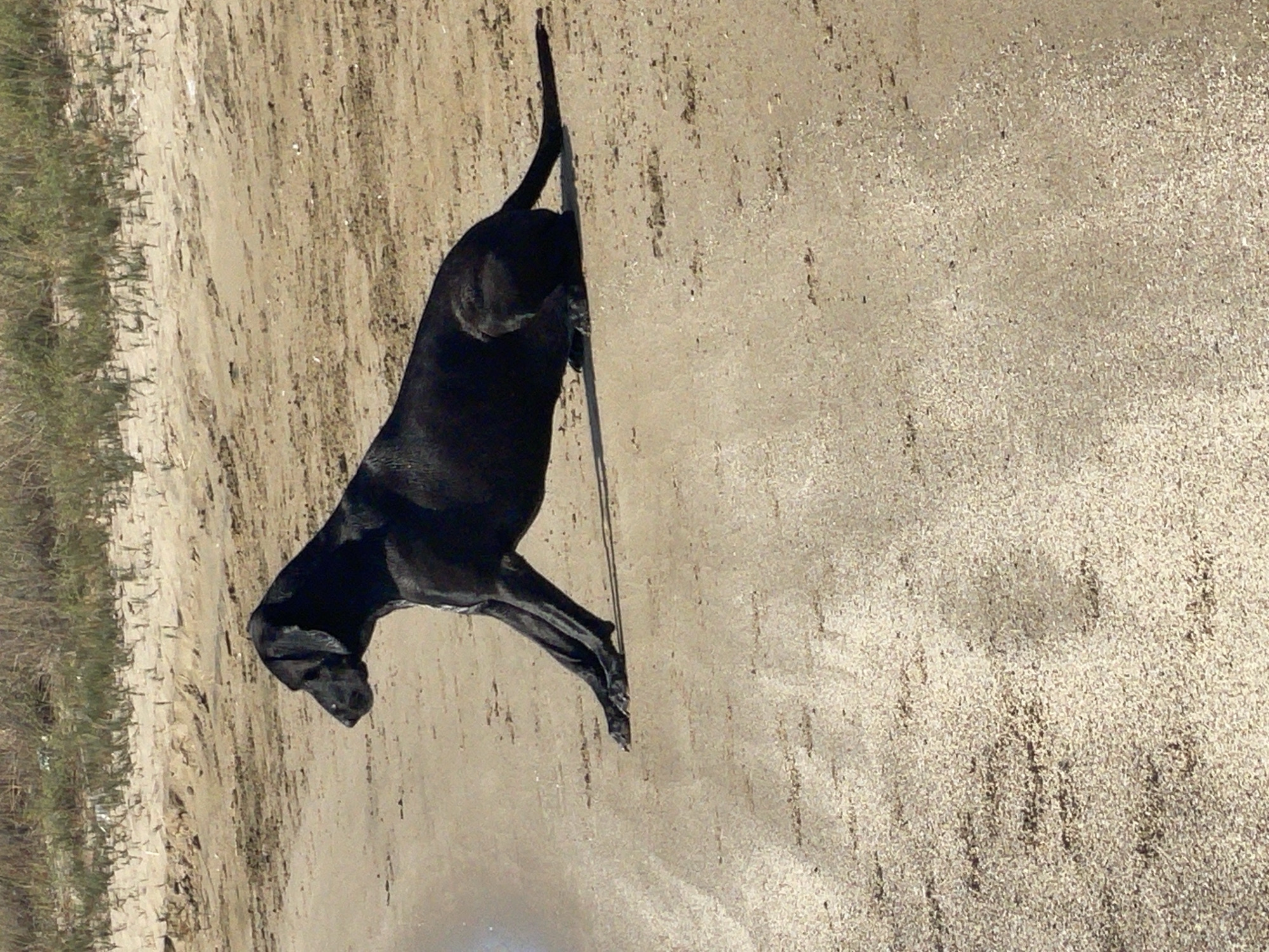 A black dog is sitting on a sandy beach near the water. The dog is facing to the left, with its head turned slightly upwards. Its front legs are extended forward, and its back legs are tucked underneath its body. The sand is light brown and appears to be wet in some areas, likely from the tide. In the background, there is a strip of dry grass and vegetation. The image is taken from a low angle, and the lighting suggests it is daytime. The specific location is the beach in Spathariko, Northern Cyprus.