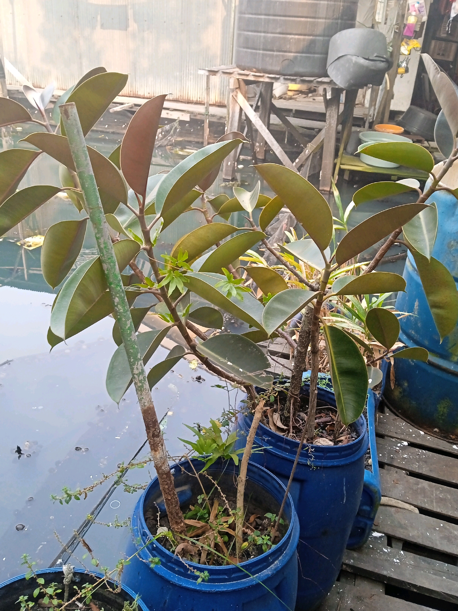 In Banjarmasin, Indonesia, an outdoor scene features two potted rubber plants positioned in blue plastic barrels. The larger barrel, to the right, contains a more developed rubber plant with thick, leathery leaves, supported by a green-painted pole. A smaller pot, partially visible to the left, holds a younger plant. The barrels are placed on a wooden deck that extends over a body of murky water. In the background, a corrugated metal structure and various wooden scaffolding are visible, along with stacked water tanks. The environment appears to be a rustic, possibly utilitarian area.