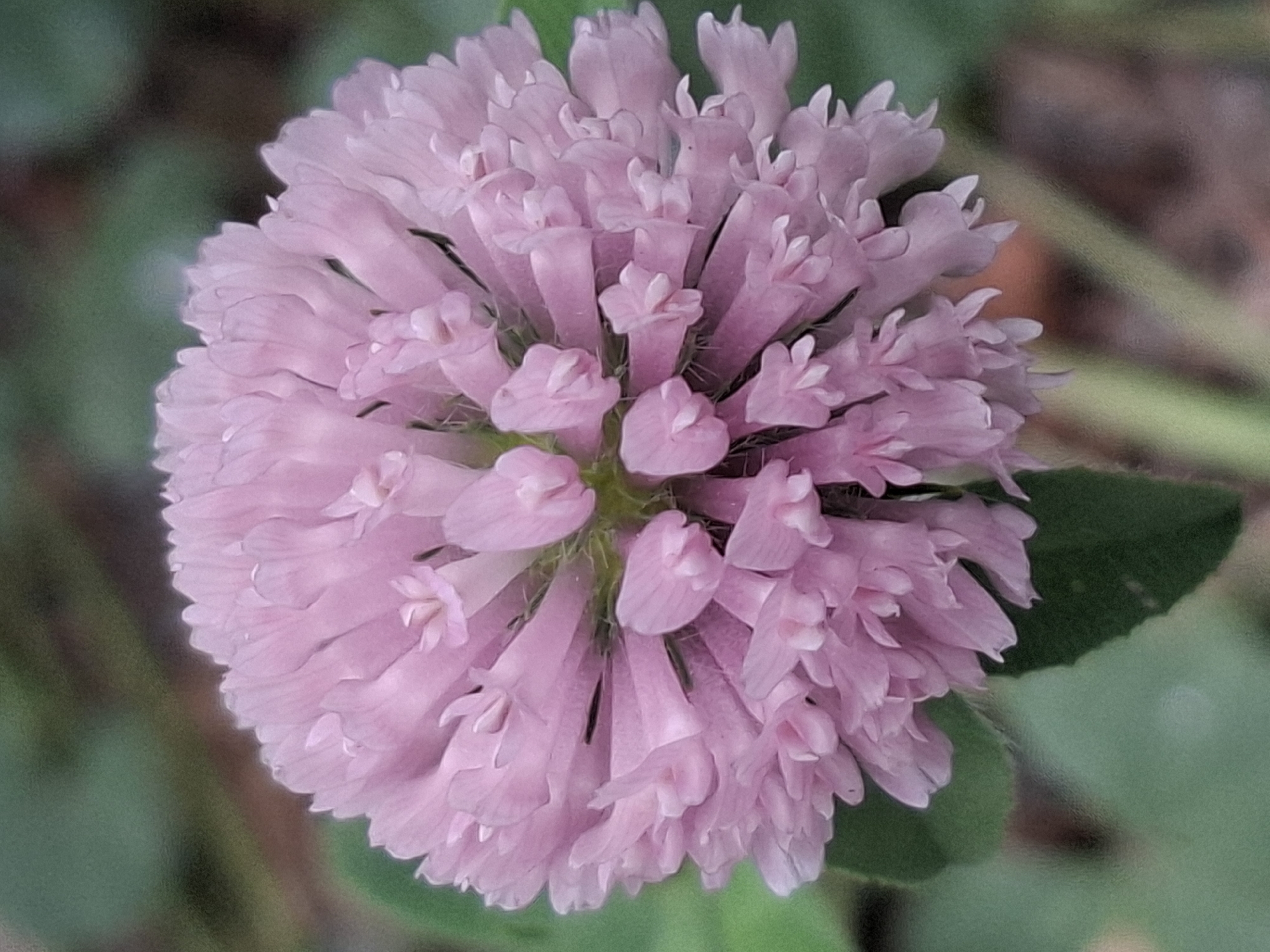 A close-up, high-angle shot focuses on a cluster of delicate, pink clover flowers. The florets are tubular and packed together, forming a spherical bloom. The background is a soft blur of green foliage, suggesting an outdoor setting. There is no evidence of human presence or any specific location within Almaty, Kazakhstan. The lighting is natural and diffused, and the image appears to be a still photograph.