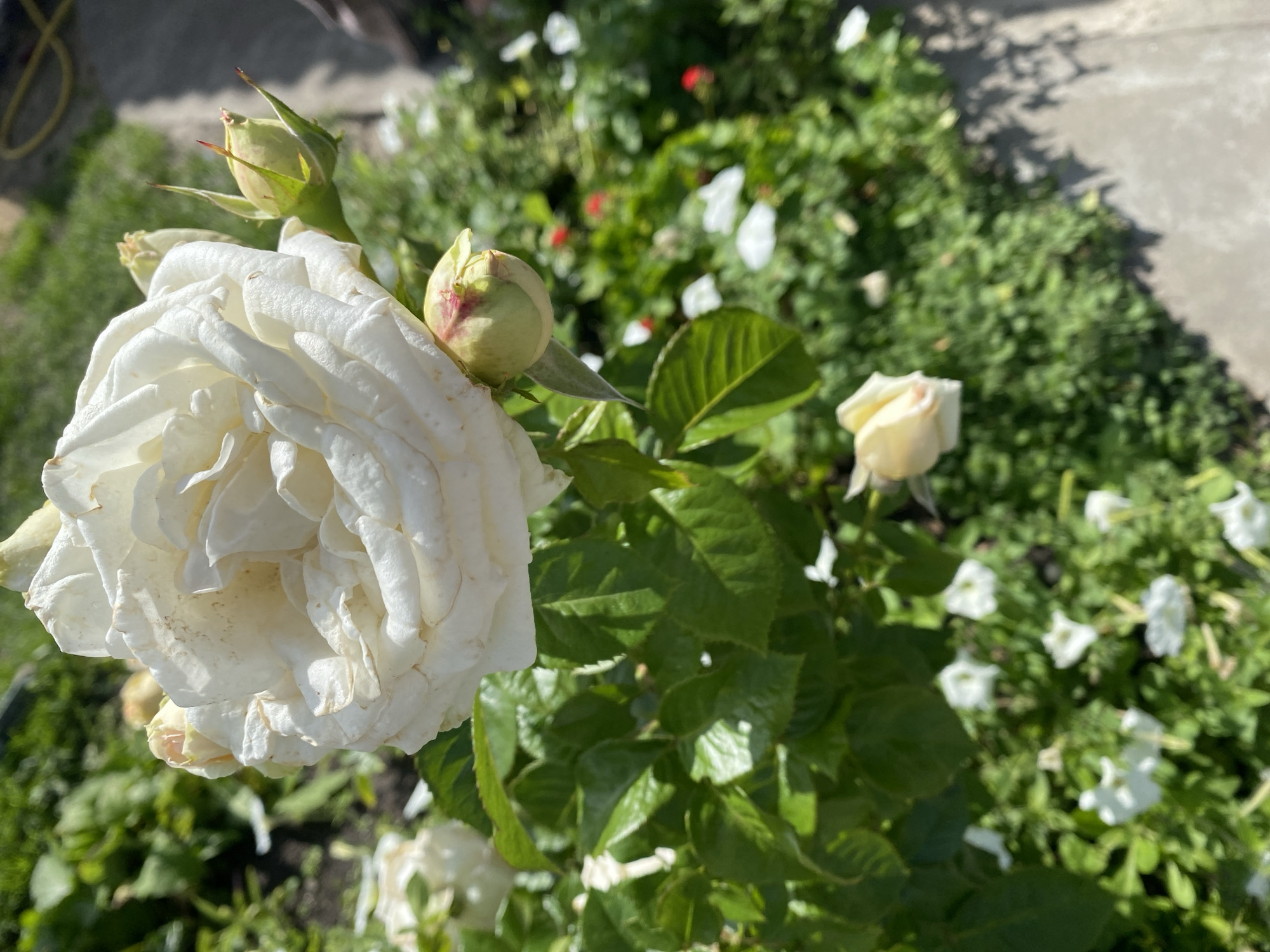 A close-up, eye-level shot shows a large, creamy white rose bloom and its buds in sharp focus against a blurred background of green foliage and hints of other small flowers, some red and white. The rose is positioned in the upper center of the frame, with its petals unfurling. To the right of the main bloom, a green rosebud with red tips is visible, and below it, another bud is partially obscured. The rose bush has vibrant green leaves. In the background, there is evidence of a walkway or pavement in the lower right corner, casting a shadow from sunlight. The setting appears to be a garden or outdoor floral planting. No people are present in the image. The context of Byarozawka, Belarus is not visually inferable from the provided image.