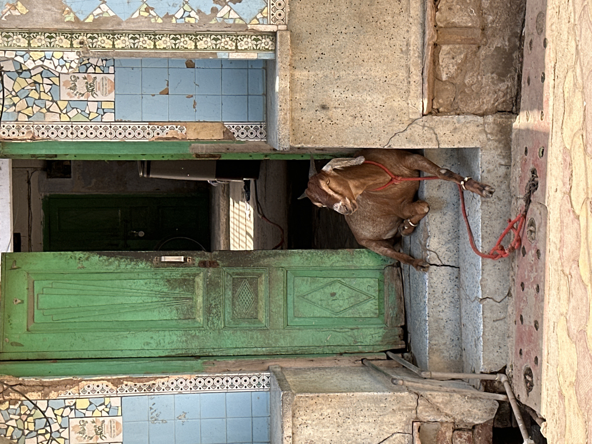 The image captures a street scene in Vrindavan, India. An old wooden door, painted green with decorative panels, dominates the left side of the frame. Above and below the door, there are sections of tiled walls, displaying a mix of blue, white, and yellow mosaics.
To the right of the door, a concrete structure forms the steps of a building. A brown goat is tied to the steps with a red rope. The goat's head is visible, as are its legs, adorned with metal rings.
The background of the scene is dark, with a glimpse of a green door further inside the building, and a possible interior space. The overall impression is one of a rustic, worn environment.