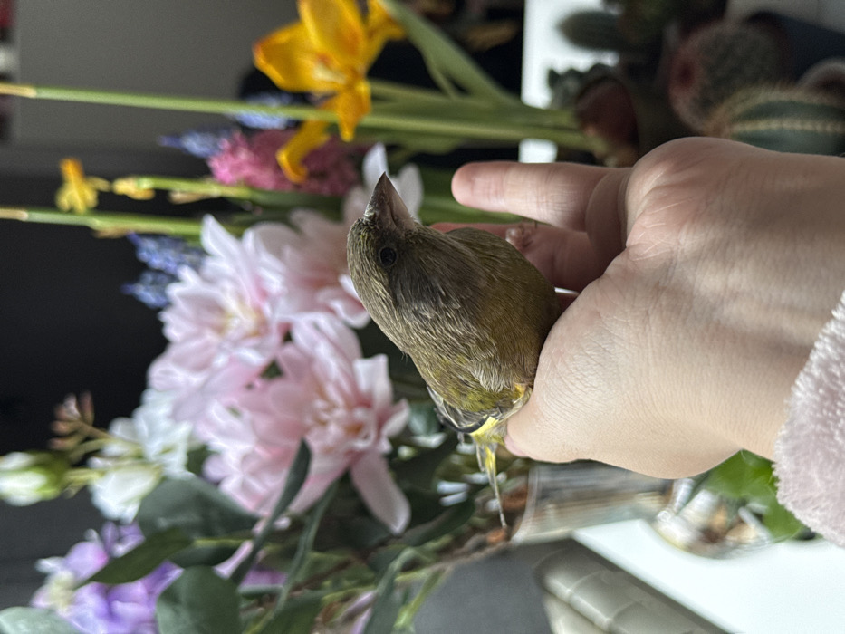A small olive-green bird with a light grey beak and dark eyes rests securely in an open human palm. The bird exhibits subtle yellow-lime accents on its wings and tail feathers. The hand has light skin tone, and a pink, fuzzy cuff is visible at the bottom left. The background is a soft blur of indoor decor, primarily featuring a dense arrangement of artificial or real flowers in various colors, including prominent pale pink dahlias, purple, white, blue, and yellow blooms, alongside green foliage. To the lower right, several small potted cacti are partially visible. The scene is set indoors, within the City of Zagreb, Croatia.