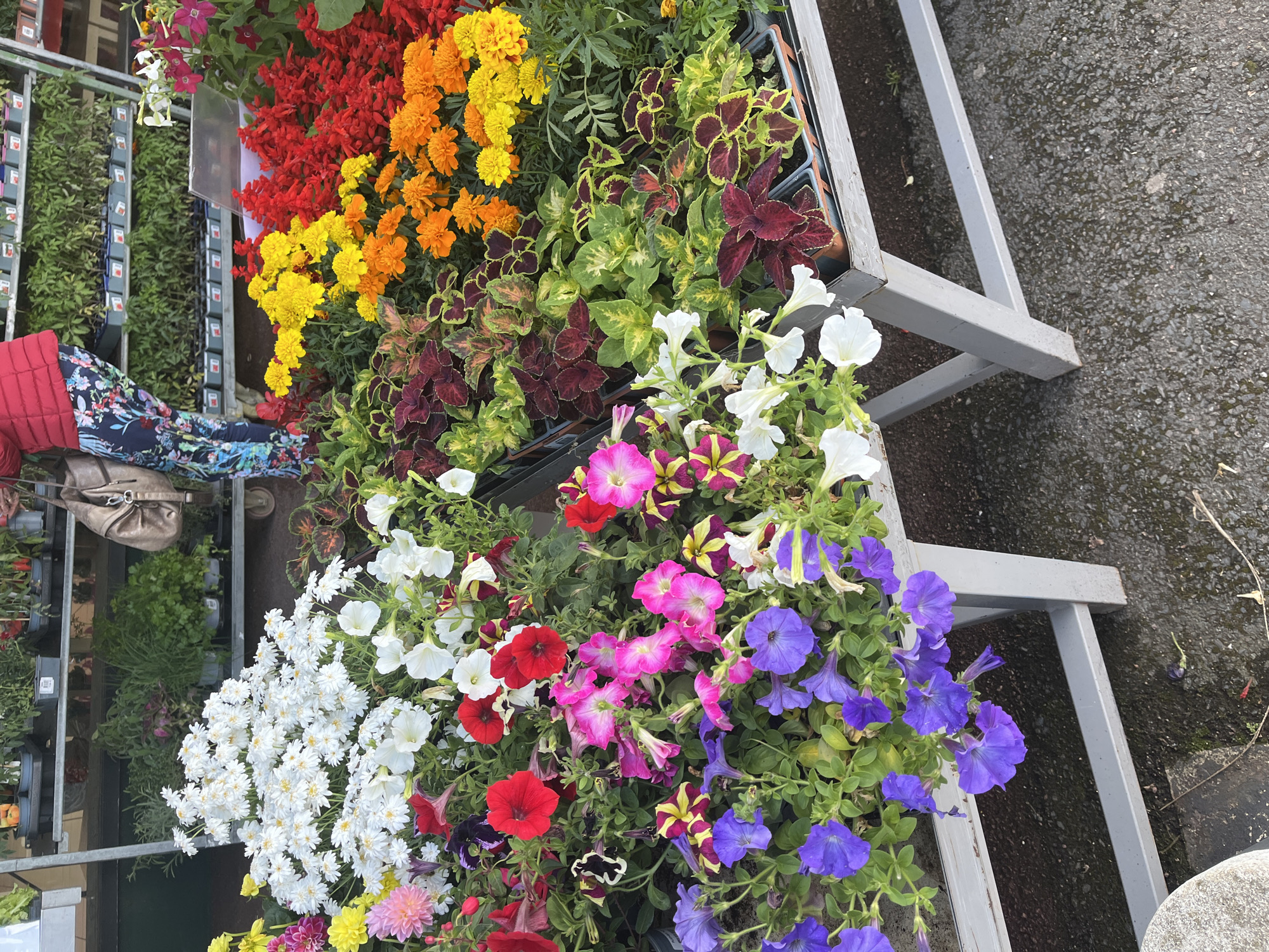 The image captures a vibrant display of flowers arranged on tiered metal shelves at what appears to be a plant nursery or flower market in Saint-Galmier, France.
The topmost tier presents rows of potted plants with flowers in striking reds, oranges, and yellows, interspersed with greenery and coleus plants with patterned leaves.
The second tier showcases a diverse array of petunias in shades of white, red, pink, and purple, adding a softer touch to the display.
Visible to the left are additional shelves holding trays of various plants, some still in seedling stages. A woman in a floral dress and a red jacket is partially visible, along with a beige purse, indicating customer activity within the market. The gray pavement underneath the shelves suggests an outdoor setting.