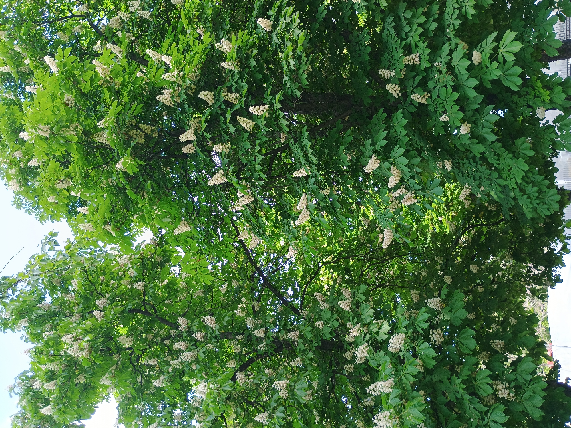 The image depicts the canopy of a tree with green leaves and white blossoms. The tree is likely located in a city, as a building is partially visible in the background. The location within the city is unknown.