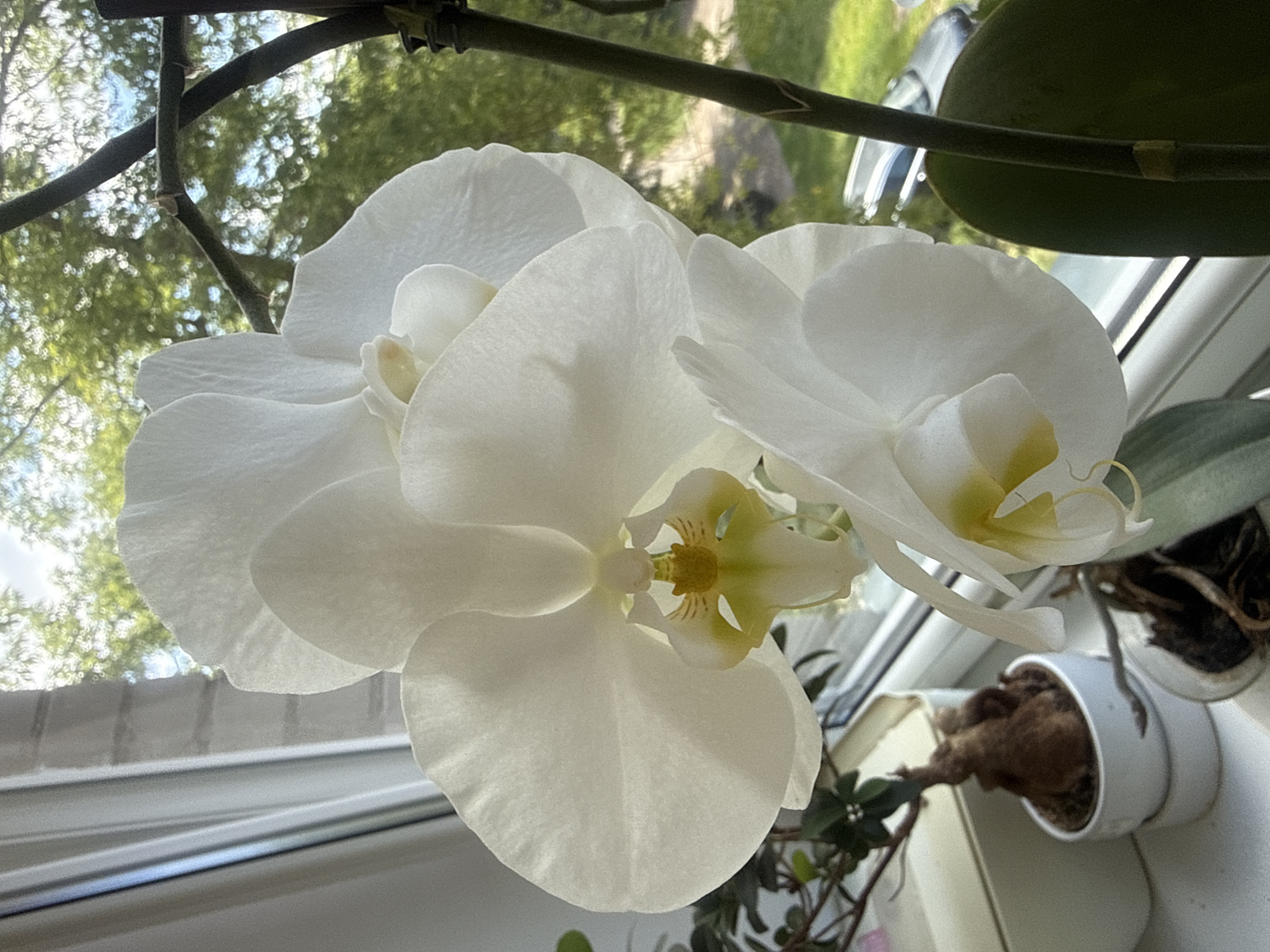 The image depicts a close-up view of white orchids on a windowsill, with a blurred outdoor scene visible through the window. The orchids are the primary subjects, with their delicate white petals and yellow centers prominently featured. One orchid is in sharp focus in the foreground, while another is partially visible below it. A dark green stem with a few small segments of yellow tape rises on the right side of the frame, supporting the blossoms. To the left, a small potted plant with brown, gnarled roots and green leaves sits on the windowsill. The windowsill itself appears to be made of a light-colored material, possibly stone or painted wood. Behind the orchids, a sheer white curtain is visible on the left, partially obscuring a brick wall. The outdoor scene outside the window shows a dense canopy of green trees with dappled sunlight, suggesting a sunny day. A glimpse of a road and a parked car can be seen through the foliage. The overall lighting suggests natural daylight. The image is taken from a slightly low angle, looking up at the orchids. There are no people or animals present in the image. The location is identified as Rudamina, Lithuania.