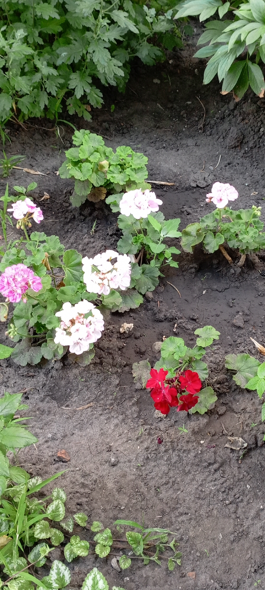 In the city of Kirsanov, Russia, an outdoor scene depicts a flowerbed with several flowering plants. The plants are arranged in a somewhat informal pattern on dark, moist soil. Dominating the foreground and midground are several geranium plants, displaying various shades of pink, white, and red blossoms. The leaves of the geraniums are green and lobed. To the left and upper portions of the image, there are other green leafy plants, appearing denser and with more intricate leaf structures. The ground surface is uneven and appears to be recently watered or exposed to rain, with visible soil clods and a slightly muddy texture in places. No people are present in the image, and no specific actions or interactions are occurring. The environment suggests a garden or park setting.