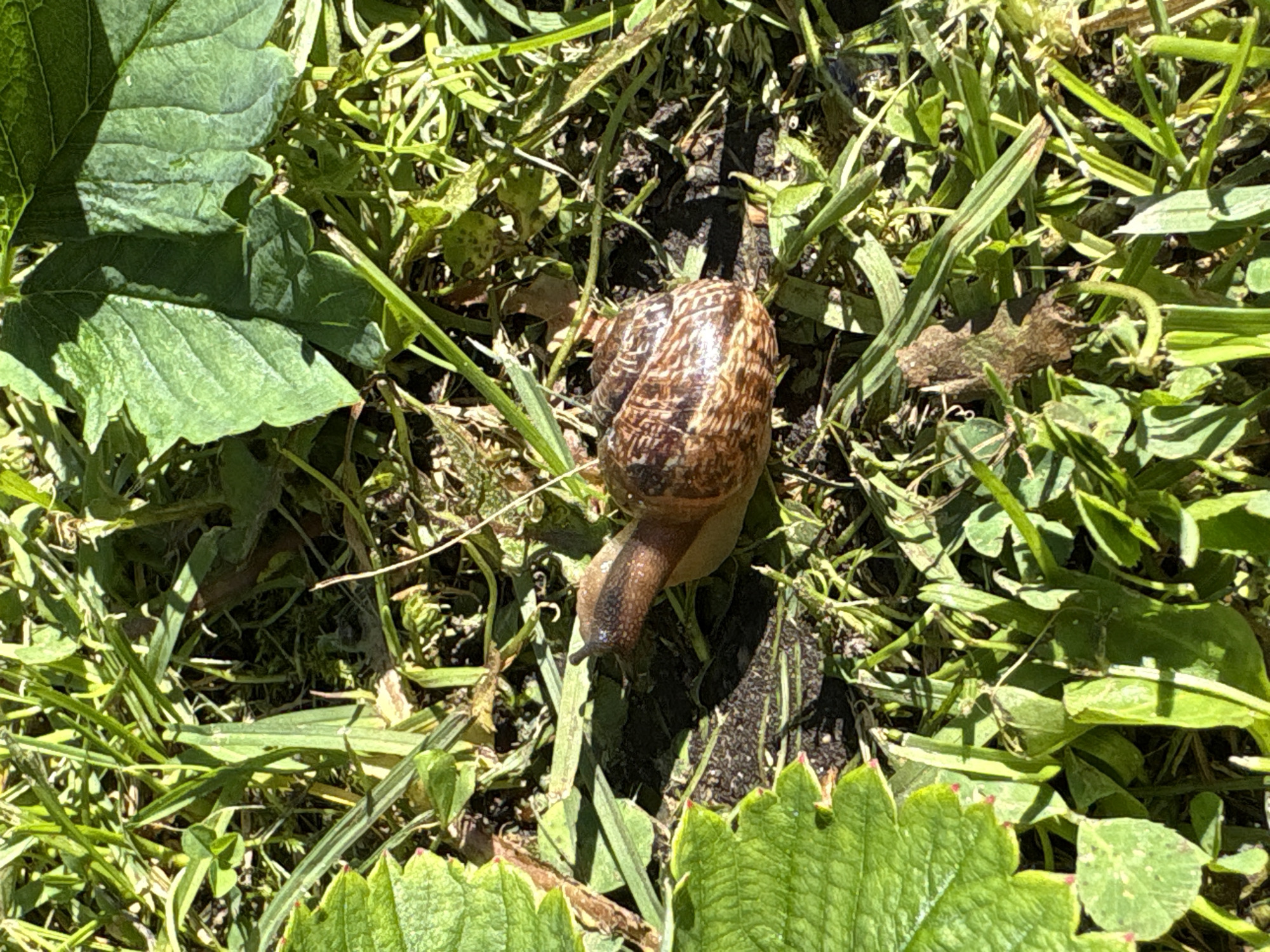 A snail is on the ground amongst green grass and some large green leaves. The snail is brown and coiled into a spiral shell with darker brown stripes. The snail is extended with its head out, showing two antennae. The scene appears to be in a garden or outdoor grassy area. No specific location in Ленинградская, Russia is identifiable from the image.