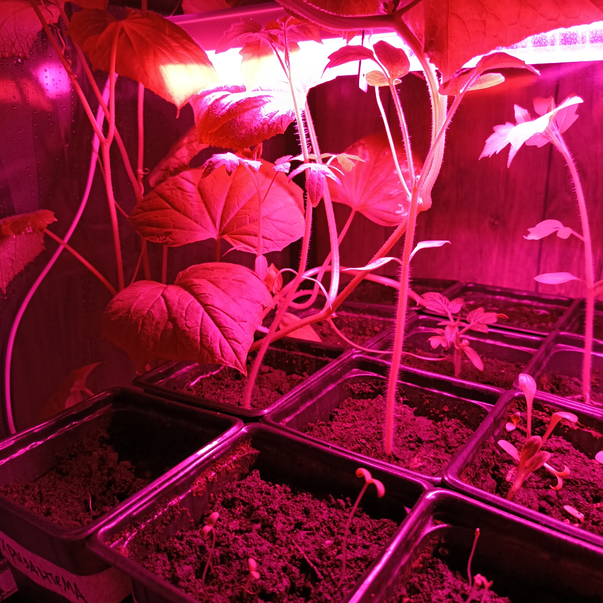 A collection of seedlings is arranged indoors under a red and blue LED grow light. The seedlings are in small, square black plastic pots filled with soil. There are a variety of seedlings, including what appears to be cucumbers (with tendrils visible) and possibly tomatoes. The light source is close to the plants, indicated by the harsh red/blue cast on the leaves and stems. One pot has a label on it that appears to read "хризантема" (chrysanthemum in Russian). The background is blurred, but shows a reflective surface and wooden planks. The scene is likely located in Марковский, Russia because of the Russian writing on the label.