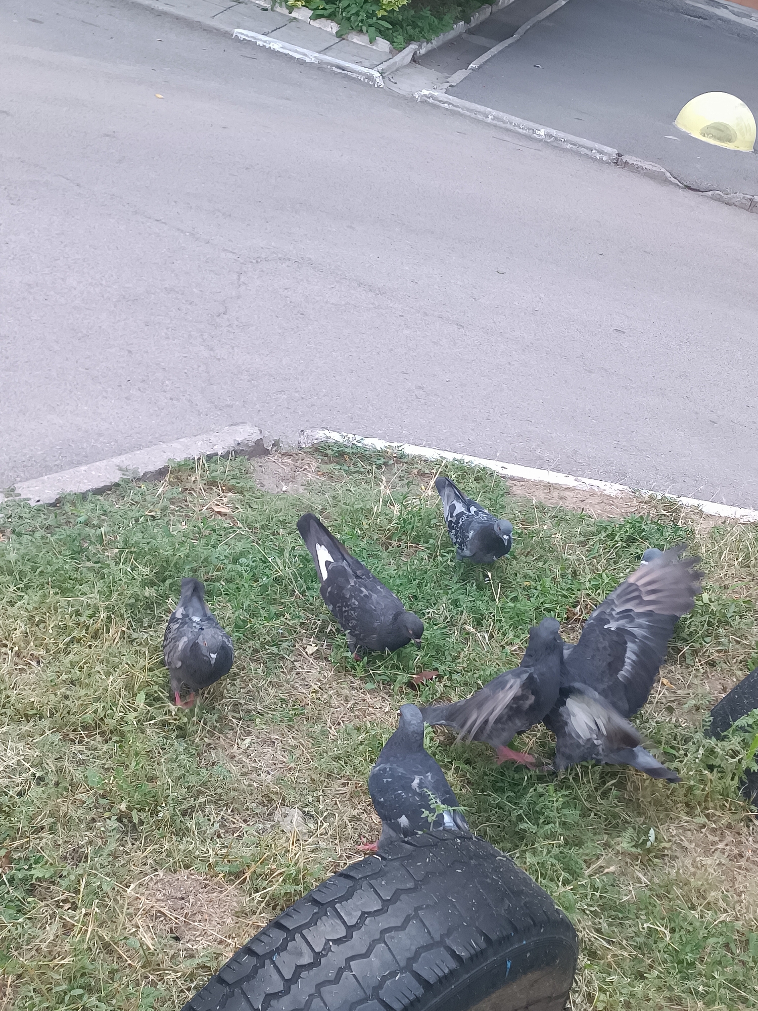 A flock of pigeons is gathered on a patch of grass next to a paved area. One pigeon is taking flight, its wings spread wide. Another pigeon stands in the foreground, facing the camera. In the background, a yellow, dome-shaped object is visible on the paved surface. A discarded tire lies on the grass in the foreground. The scene appears to be in an urban environment, possibly a park or a street.