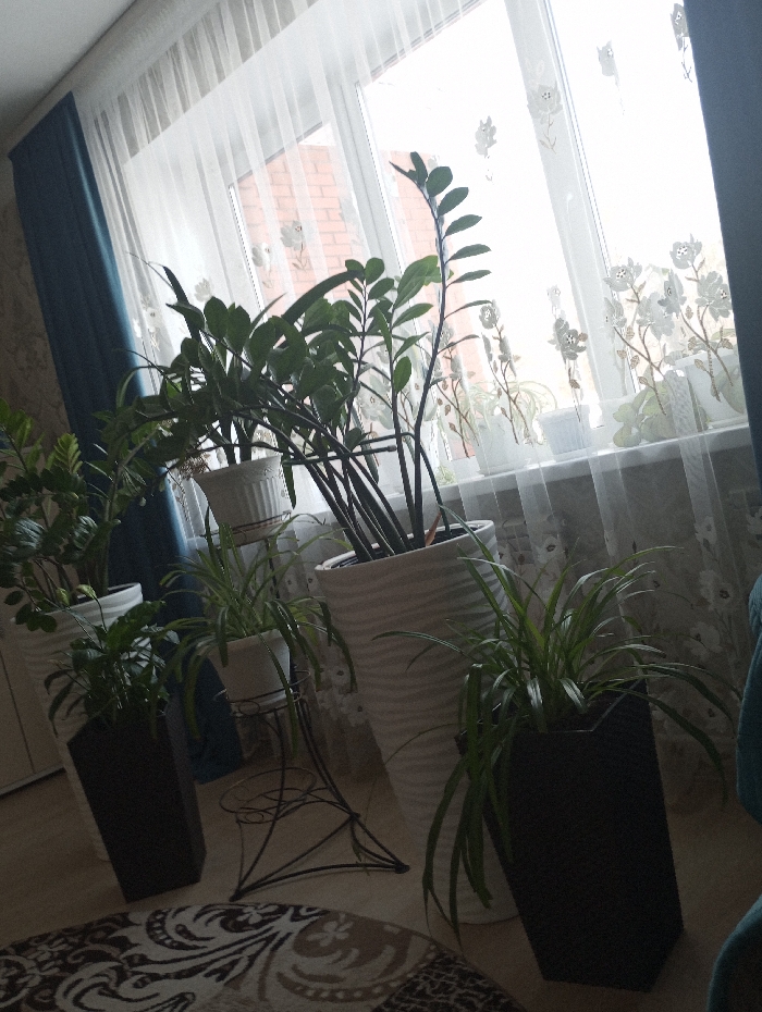 The image depicts an indoor residential scene in Yaromaska, Russia, focused on a window area. A large window spans the background, featuring sheer white curtains with white floral embroidery. Dark teal-blue curtains are drawn to the left of the window frame. Through the sheer curtains, a reddish-brown brick building is partially visible in the distance.
Multiple potted plants are arranged around the window. In the foreground, a prominent Zamioculcas zamiifolia (ZZ plant) stands in a tall, white, ribbed conical planter to the right of center. Another ZZ plant is visible in a white pot further to the left. Smaller green plants, possibly spider plants, are situated in white pots along the windowsill. On the floor, two tall, dark, likely black, hexagonal planters containing green foliage plants are positioned on either side of a black metal plant stand. This stand features two circular tiers and holds a smaller white pot with a green plant. Another large white ribbed conical planter with a plant is visible behind the plant stand to the right.
The floor in the foreground is light-colored, likely wood or laminate, partially covered by a round rug with an ornate, dark brown and beige patterned design. A wall with light-colored patterned wallpaper is visible on the left. No individuals or discernible actions are present in the scene. Natural light illuminates the room through the window.