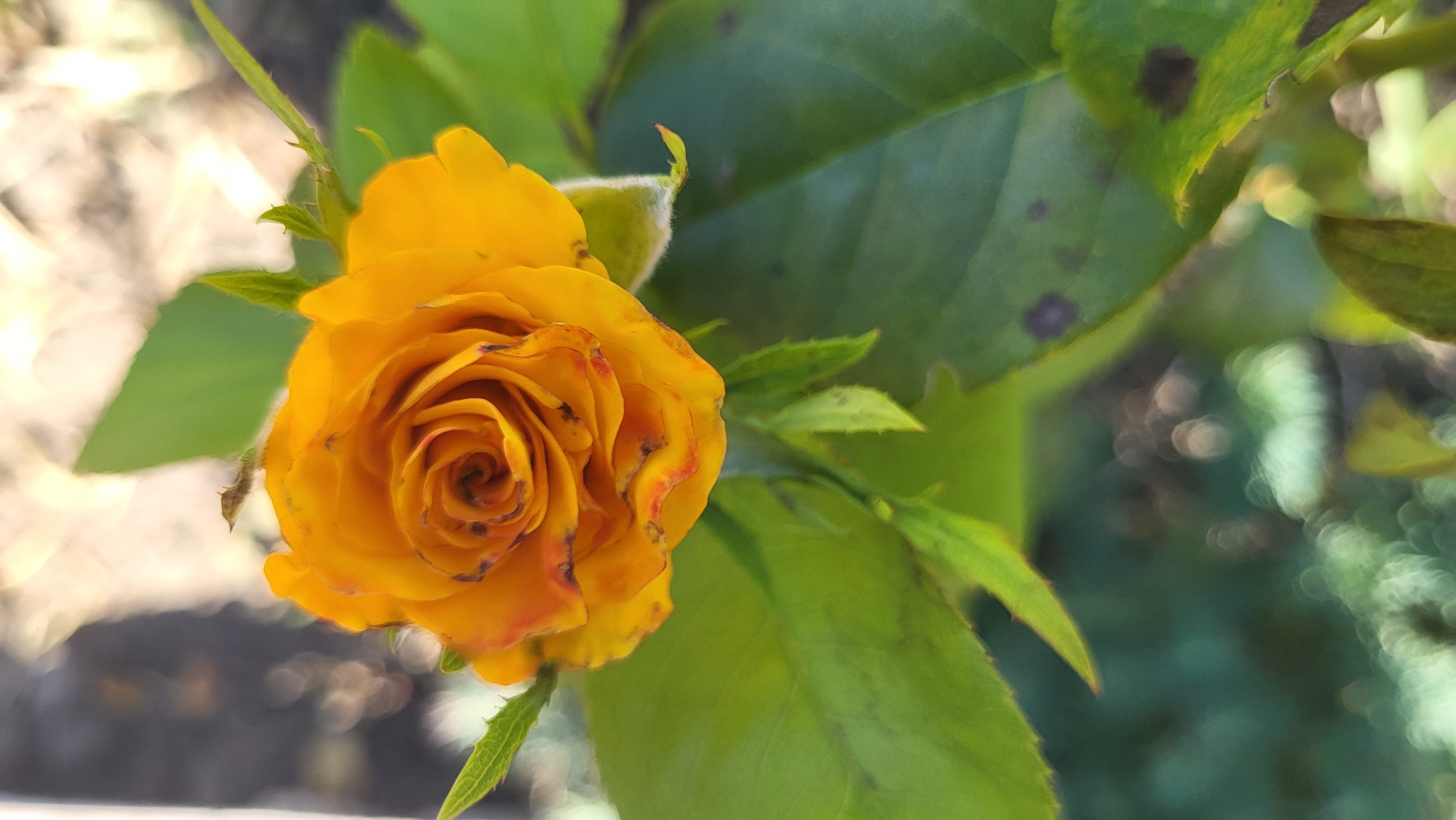 A close-up, vertical, eye-level shot features a vibrant yellow rose bloom in the foreground. The rose, tinged with red at the edges of some petals, is tightly furled, showcasing its intricate spiral pattern. Lush green leaves surround the flower, with some showing small, dark spots. The background is softly blurred, with patches of light and dark suggesting a natural outdoor setting, likely a garden or park. The image does not contain any specific indicators that would allow for pinpointing its location within Smila, Ukraine, or any discernible human presence or activity.