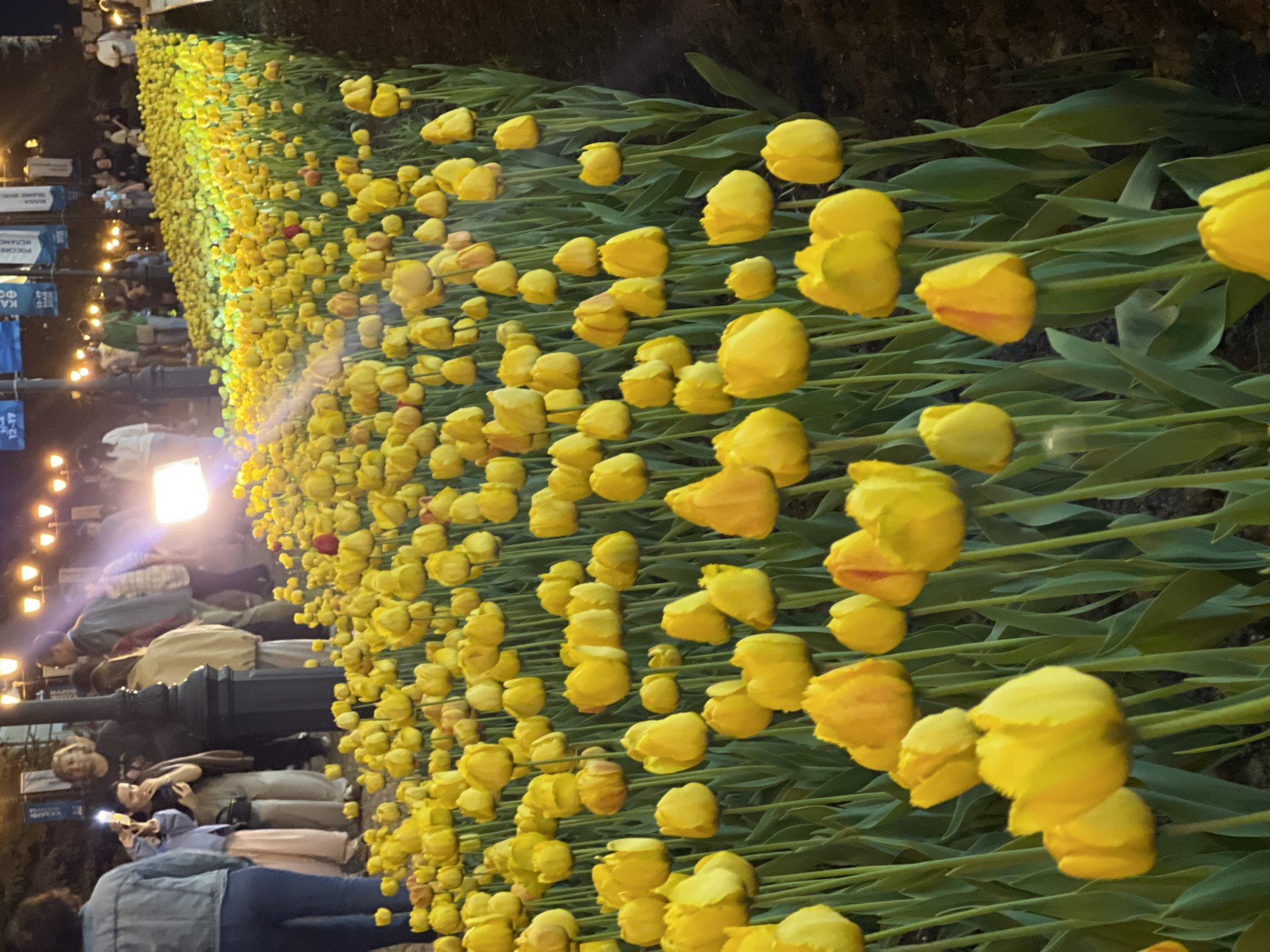 The image depicts a row of yellow tulips in the city of Kazan, Russia, at night. The tulips are in full bloom and are arranged in a line, stretching into the distance. A few people are visible behind the tulips, some of whom are taking photos with their phones. A street light illuminates the scene, and signs in Russian are also visible in the background.