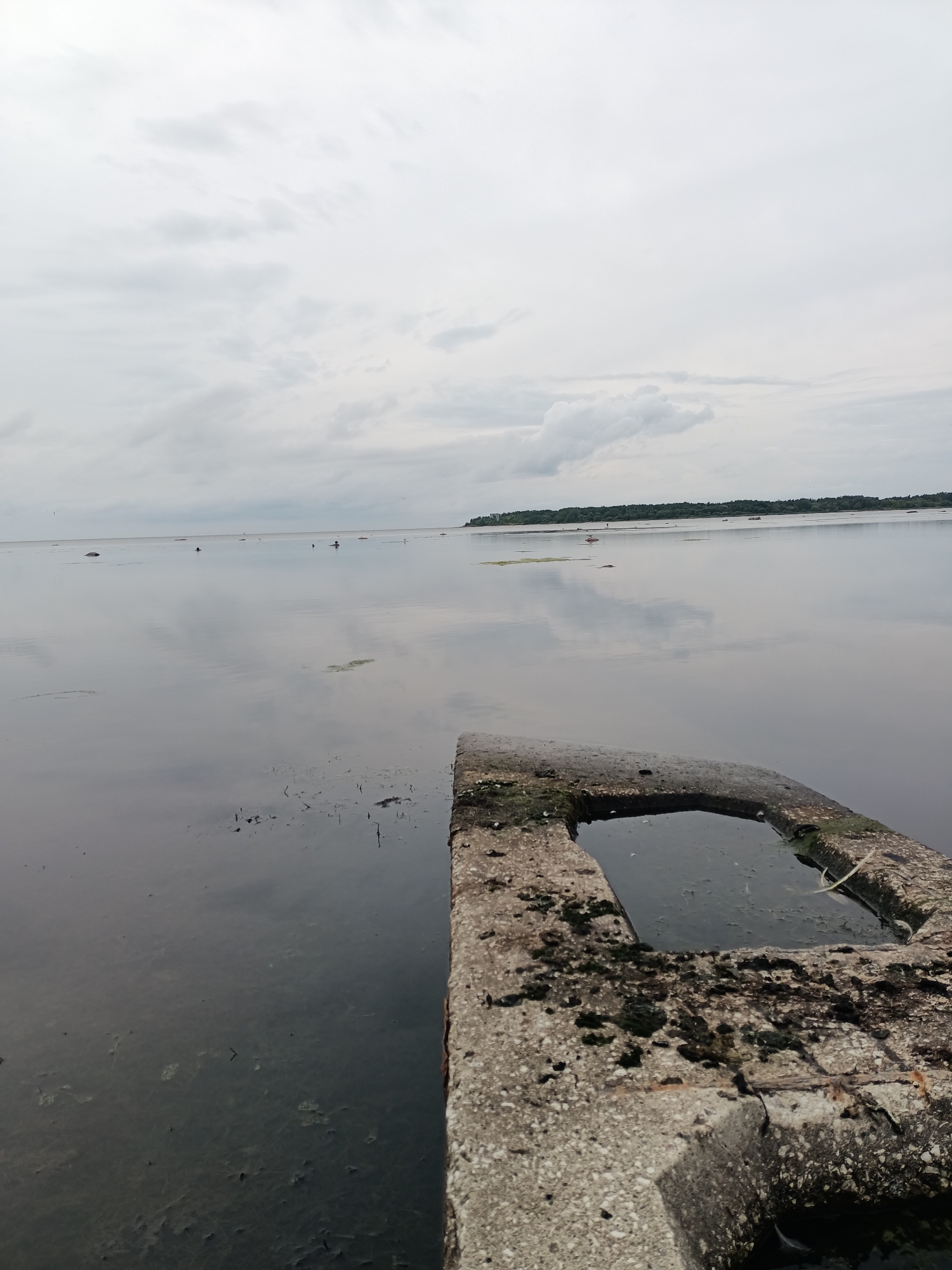 The image shows a calm body of water, possibly a bay or a lake, under an overcast sky. In the foreground, a concrete structure with a rectangular opening filled with water juts into the frame. This structure appears weathered and has some green algae growing on it. The water is dark and reflects the sky and distant land. In the distance, a tree-lined shore is visible, with some scattered objects or small structures along the coastline. There are a few indistinct figures in the water, possibly people or boats, and some birds in the sky. The overall atmosphere is serene and somewhat muted due to the cloudy weather. This scene is consistent with a location along the coast of Tallinn, Estonia, which has numerous bays and waterfront areas.