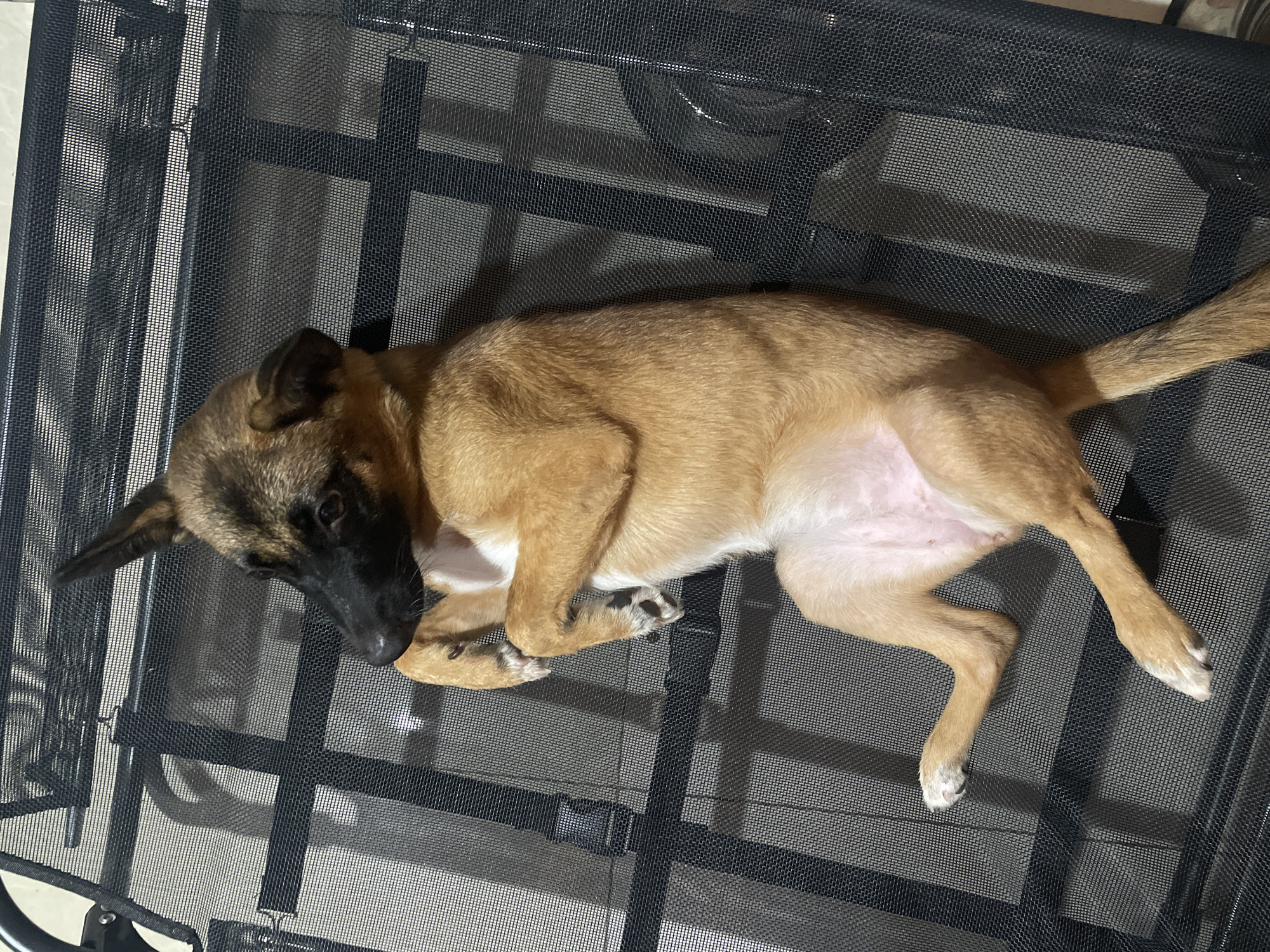 A young, tan-colored dog with black markings on its face is lying on its back on a black mesh chair. The dog appears relaxed, with its paws extended upwards. The chair has a metal frame and is positioned indoors, with a tiled wall visible in the background. The lighting suggests it may be daytime, with natural light casting shadows on the wall. The scene does not provide any specific geographical indicators to pinpoint its exact location within Davao City, Philippines.