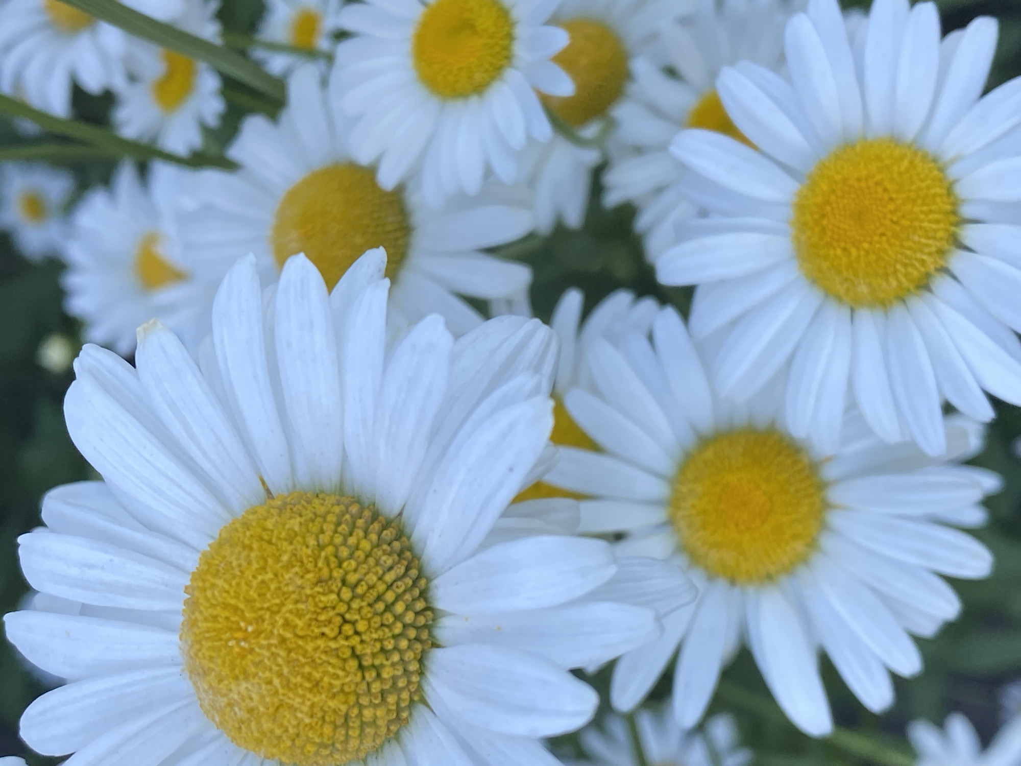 The image is a close-up, low-angle shot of a cluster of white daisies with yellow centers, set against a blurred green background. Several daisies are in focus, showcasing their delicate white petals and textured yellow disks. Some daisies are partially obscured by others, creating a layered effect. The overall impression is of a vibrant, natural scene. The image's metadata indicates it was taken in Novokuznetsk, Russia. There are no people or animals visible in the image.