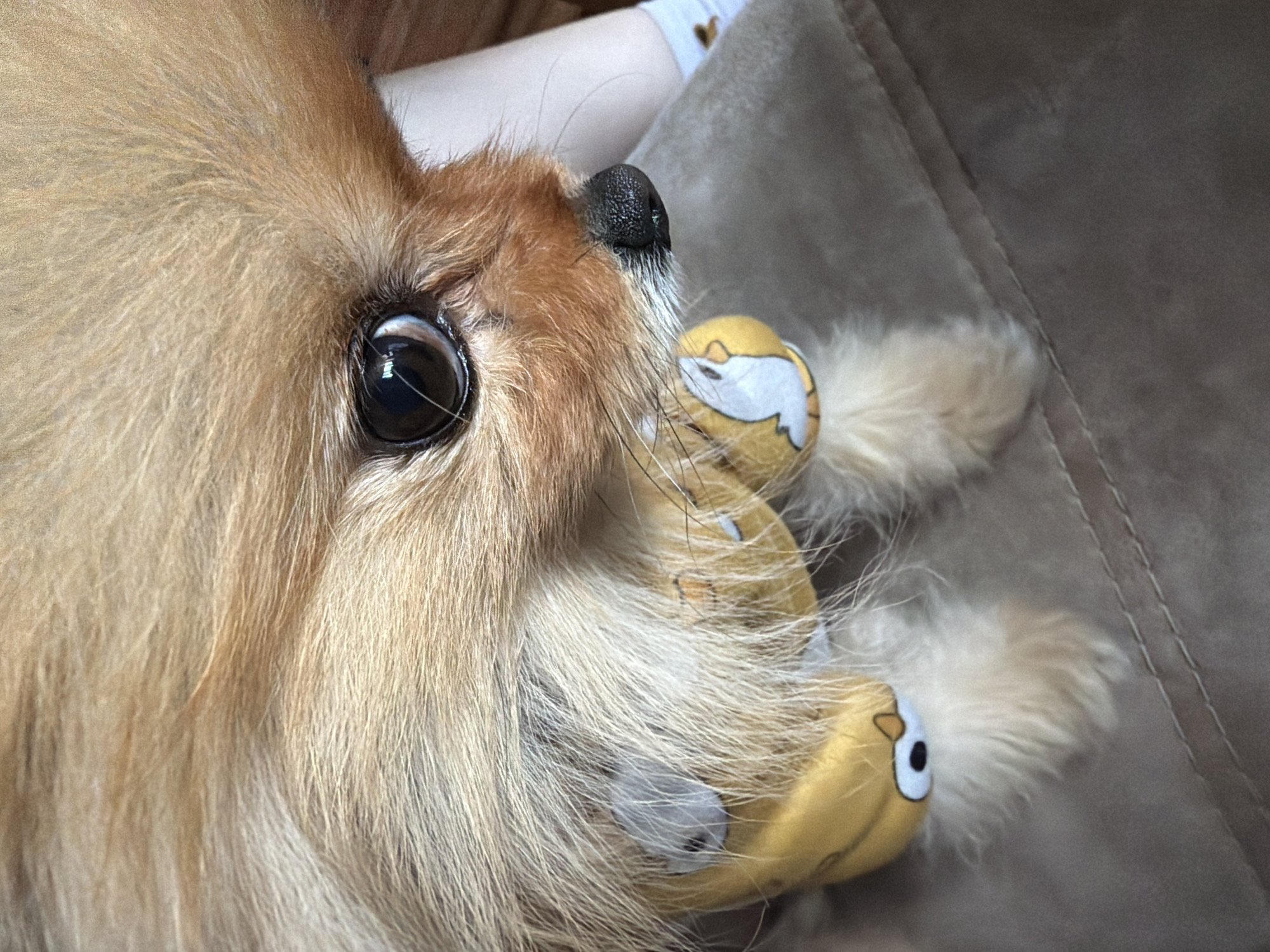 A close-up shot features the head of a light brown dog, likely a Pomeranian, with a large, black eye prominently visible. The dog is positioned on what appears to be a brown, textured couch or bedding. The dog is chewing on a small, yellow plush toy with white and black cartoon details. A pale arm or leg with a white sock, decorated with a gold heart, is visible above the dog's head. The location is Unknown, Unknown.