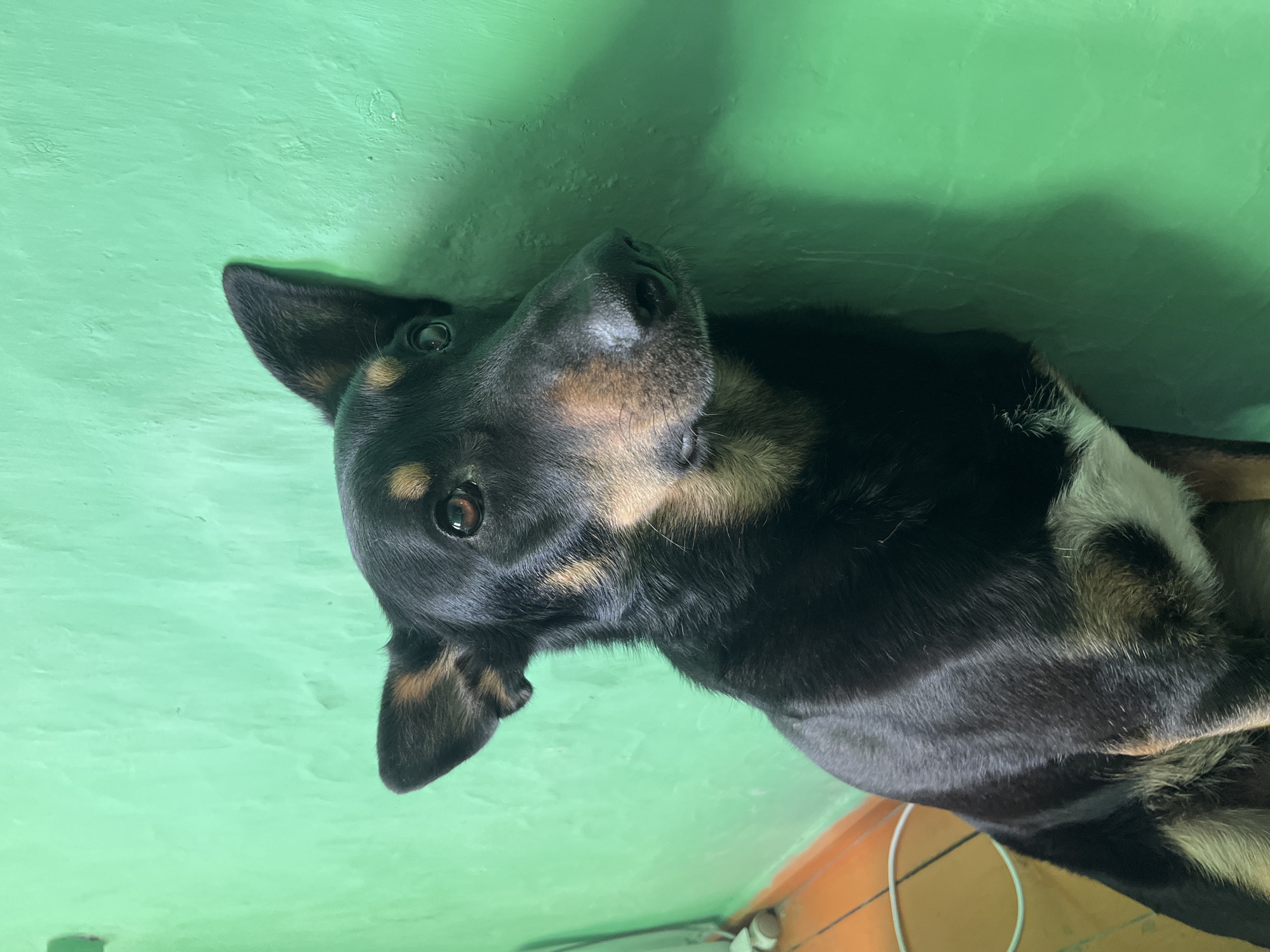 A black and tan dog is lying down on a green surface. The dog is looking up at the camera. The dog's fur is shiny. The location is not determinable from this image.