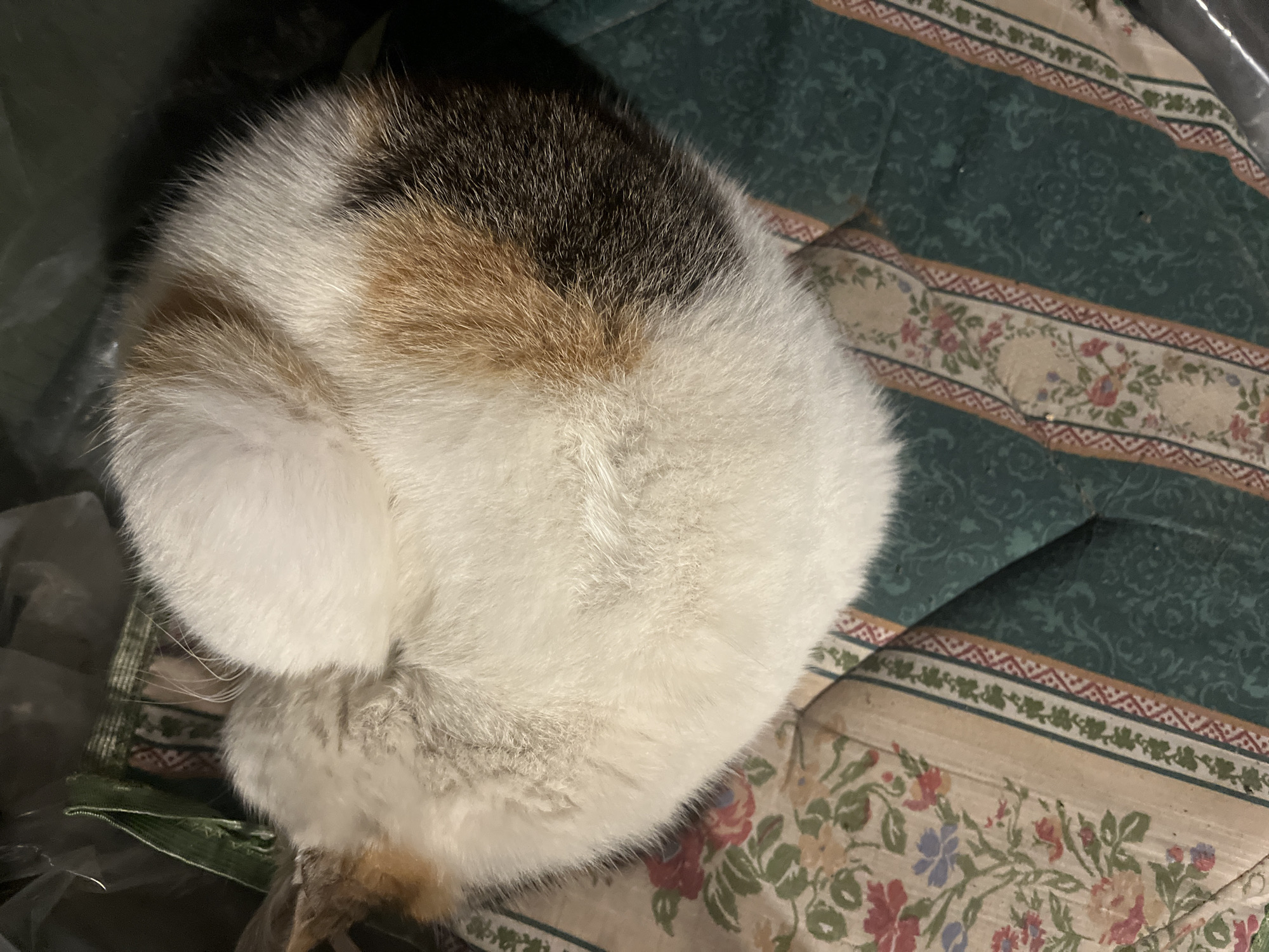 The image shows the curled-up back of a calico cat on a patterned bedspread. The cat's fur is primarily white, with patches of brown and black. The bedspread has a green background with floral patterns. The location in the city of Letnitsa, Bulgaria is not discernible from the provided image.
