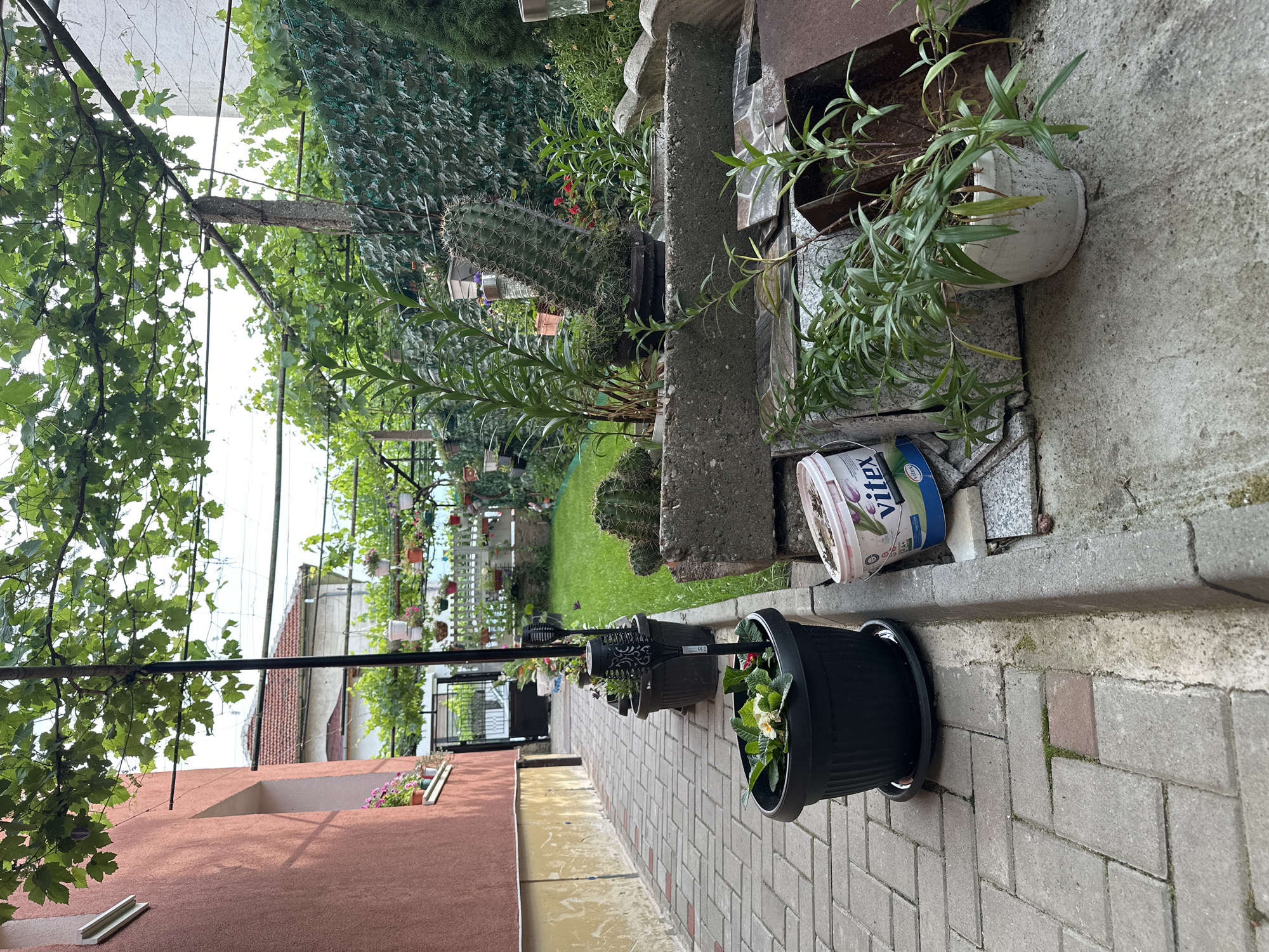 In the city of Cherven Breg, Bulgaria, an outdoor pathway is paved with grey rectangular bricks. Along the left side of the pathway is a reddish-orange building with a white-trimmed window. Several potted plants are arranged along the pathway and in a nearby garden area.
The pathway leads towards a metal gate, beyond which is a grassy lawn. Various plants, including cacti and leafy green varieties, are displayed in pots and concrete planters. Some of these planters are stacked or arranged on the ground.
In the foreground, a black plastic pot contains a flowering plant with white and yellow blossoms. Next to it, a white plastic bucket with red and blue lettering, identified as "Vitex", is leaning on a concrete planter.
The scene is partially shaded by a canopy of green leaves from a vine, possibly grapes, which is supported by poles and wires. The background shows more greenery, fencing, and parts of buildings with red-tiled roofs. The overall environment suggests a residential garden or yard setting.