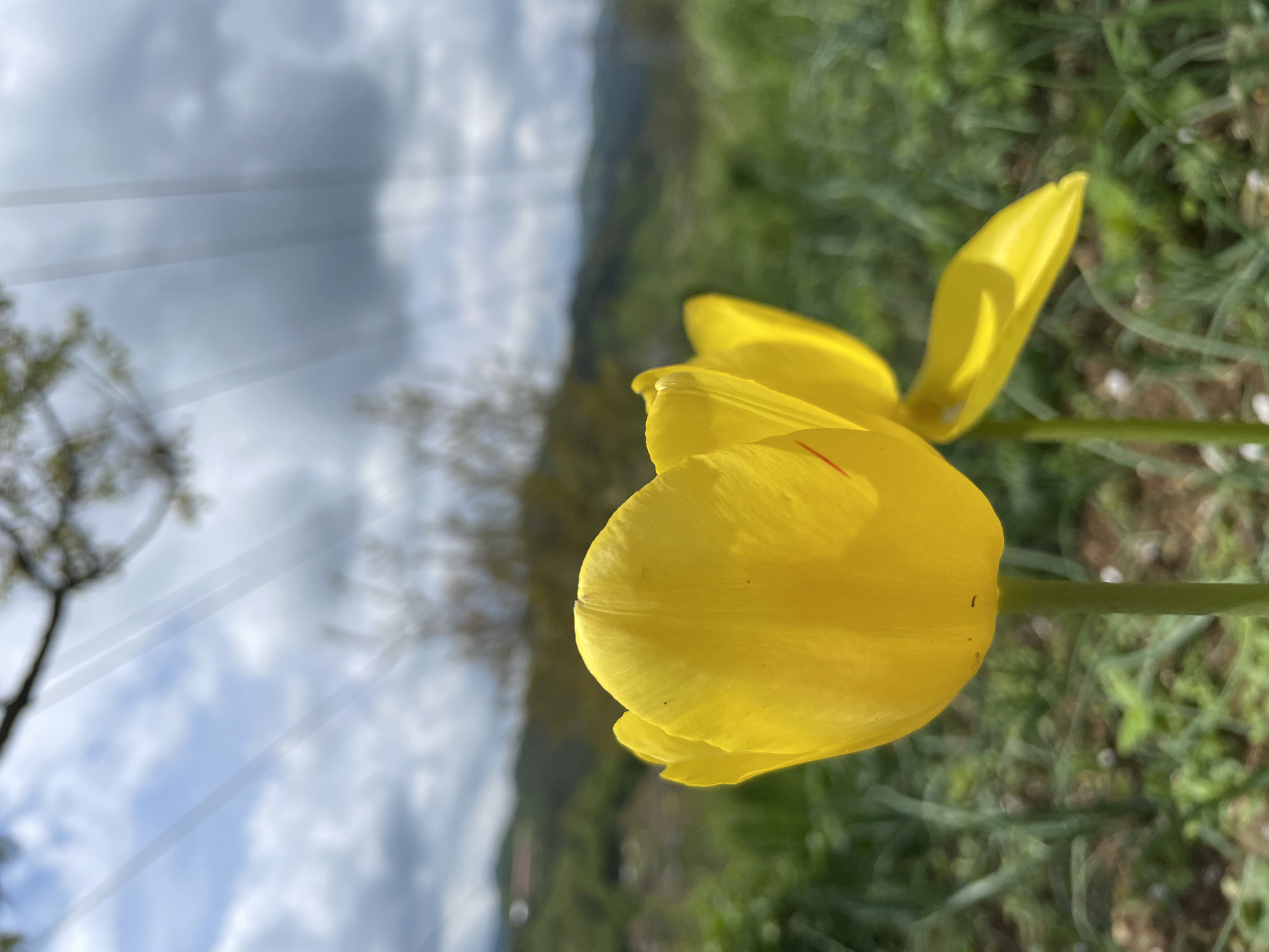 A close-up, slightly angled, daytime shot shows a yellow tulip in focus with a blurred background of sky, trees, and distant land, likely a mountain. The sky is partially cloudy, with bright streaks, possibly sunlight filtering through the clouds or a lens flare. Thin, parallel lines suggesting powerlines or wires are superimposed on the sky. The tulip is vibrant, with a few minor imperfections on its petals. Green vegetation surrounds the base of the flower. The location is purportedly Zlatograd, Bulgaria, but there are no elements in the photo that confirm this location.
