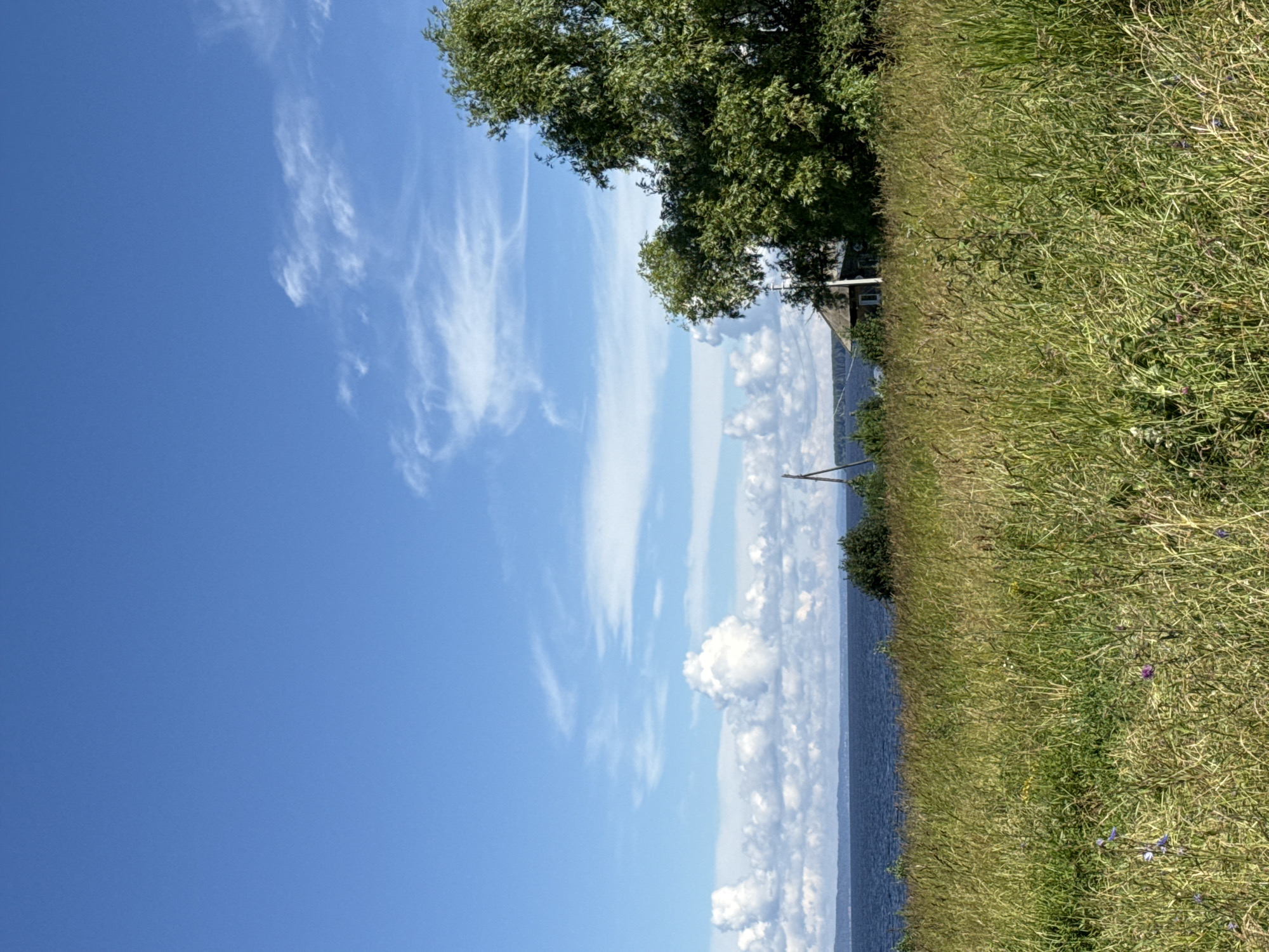 The image depicts a tranquil rural scene with a body of water in the background. In the foreground, a field of tall, dry grass stretches across the frame, with a few purple wildflowers scattered throughout. Behind the field, a dark blue body of water is visible, with a distant treeline on the far shore. A small, rustic wooden house with a dark roof is nestled amongst trees on the right side of the frame, and a large, leafy green tree stands prominently next to it. The sky above is a clear, bright blue, with wispy white clouds. The overall impression is one of a peaceful, natural landscape in a rural setting, possibly on the outskirts of Kryukovo, Russia.