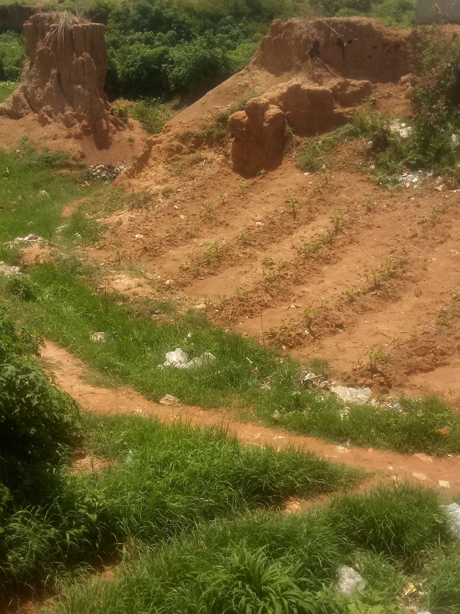 The image depicts an outdoor scene with a focus on a dry, eroded hillside. The landscape is dominated by reddish-brown soil, with significant signs of erosion, forming steep banks and gullies. Several patches of vegetation are visible: lush green grass covers parts of the foreground and lower slopes, while sparser green foliage and some small plants are scattered across the eroded areas. In the middle ground, there are rows of young plants, suggesting some form of cultivation or agricultural activity.
Evidence of human presence and environmental neglect is apparent due to scattered pieces of white plastic debris and other trash visible in various locations, particularly along the edges of the eroded areas and among the grass. The lighting suggests it is daytime, possibly late morning or early afternoon, with bright sunlight casting shadows. The overall atmosphere is one of a rural or semi-rural environment, possibly undergoing natural erosion amplified by human impact. There is no visible text in the image.