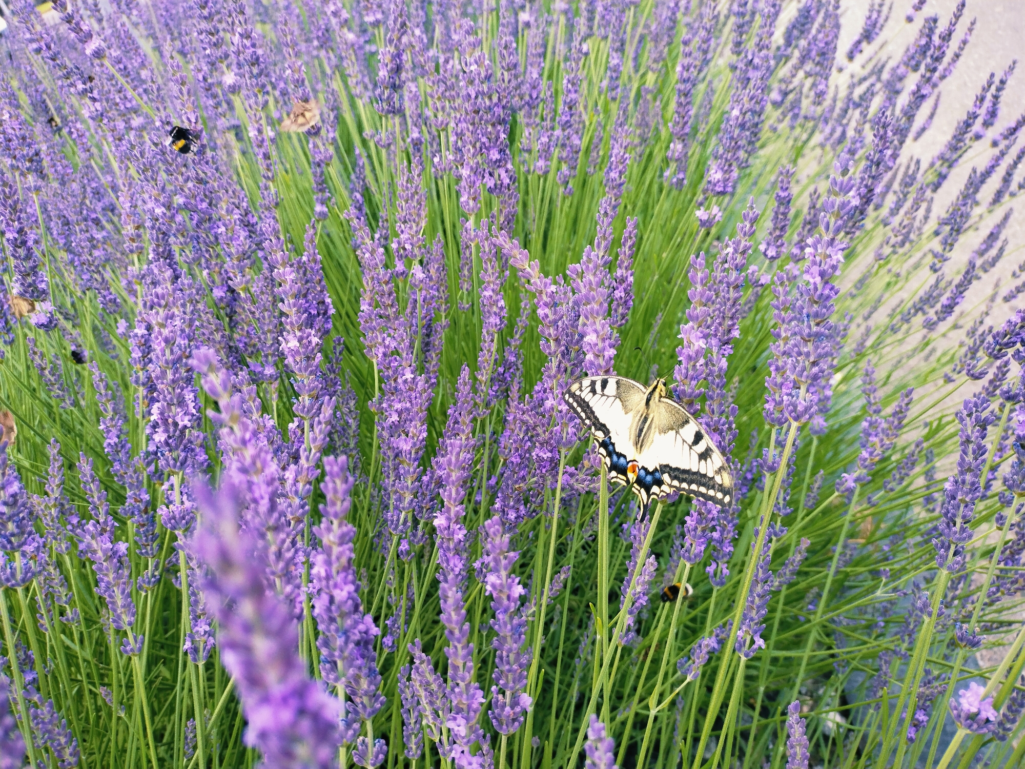 A close-up, eye-level shot shows a field of blooming lavender, with tall, green stems and purple flower spikes filling the frame. A butterfly with black, white, and yellow markings and blue spots on its wings rests on a lavender spike in the center-right of the image. Several bees are also visible, either flying or feeding on the lavender flowers. The natural lighting suggests it is daytime, likely sunny given the clear visibility and bright colors. The setting is a garden or field in Horishni Plavni, Ukraine, characterized by the abundance of lavender and the presence of insects common to such environments. The overall mood is peaceful and serene, highlighting the beauty of nature. There is no visible text in the image.