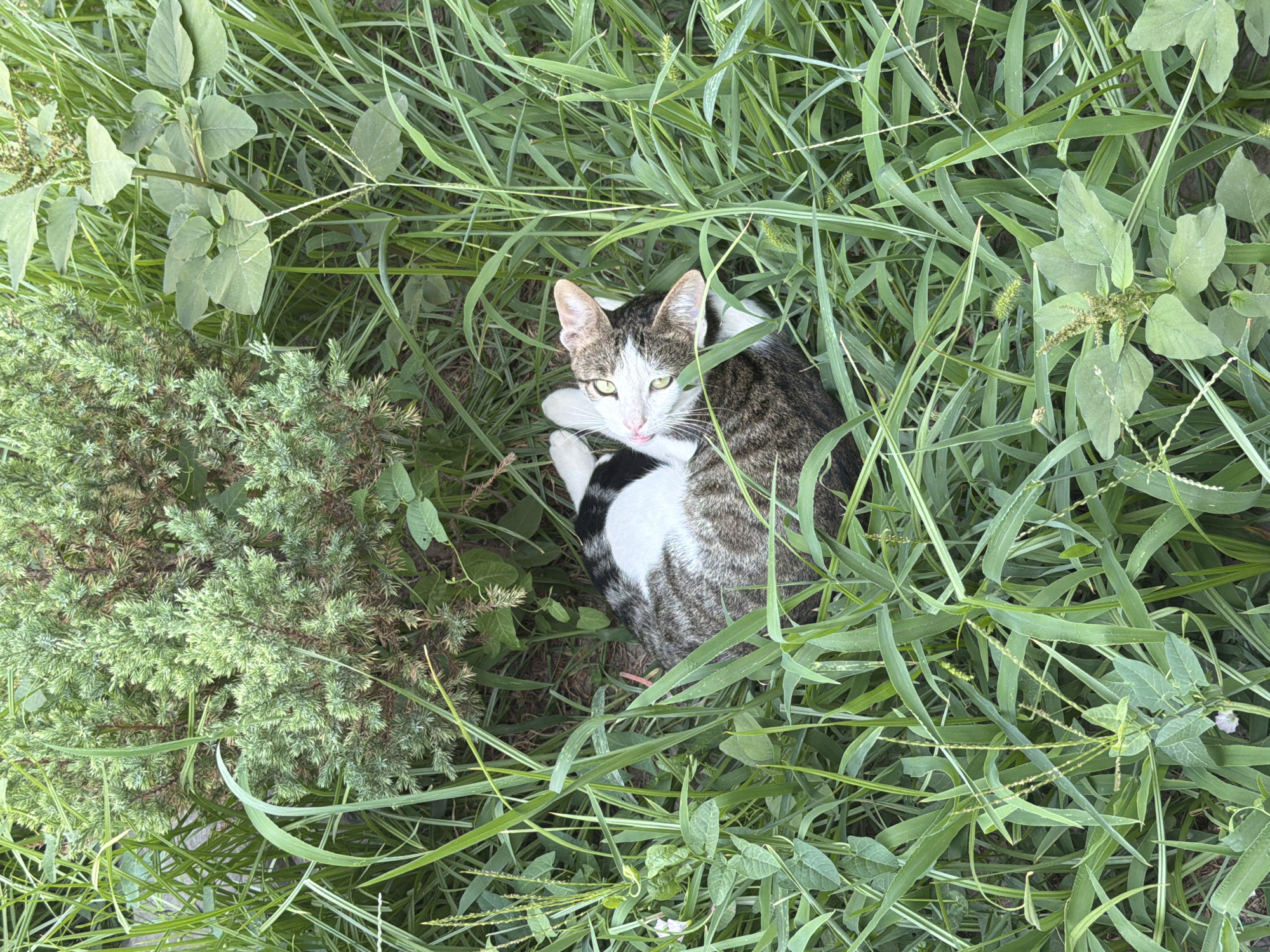 A tabby and white cat is lying on its back in tall green grass next to a small evergreen bush. The cat's eyes are open and looking up at the camera. Its paws are in the air, and its tongue is sticking out slightly. The bush is dense and appears to be healthy. The grass is also thick and green, with some weeds and other plants interspersed. The scene appears to be in an outdoor setting, possibly a garden or park in Sabirabad, Azerbaijan.