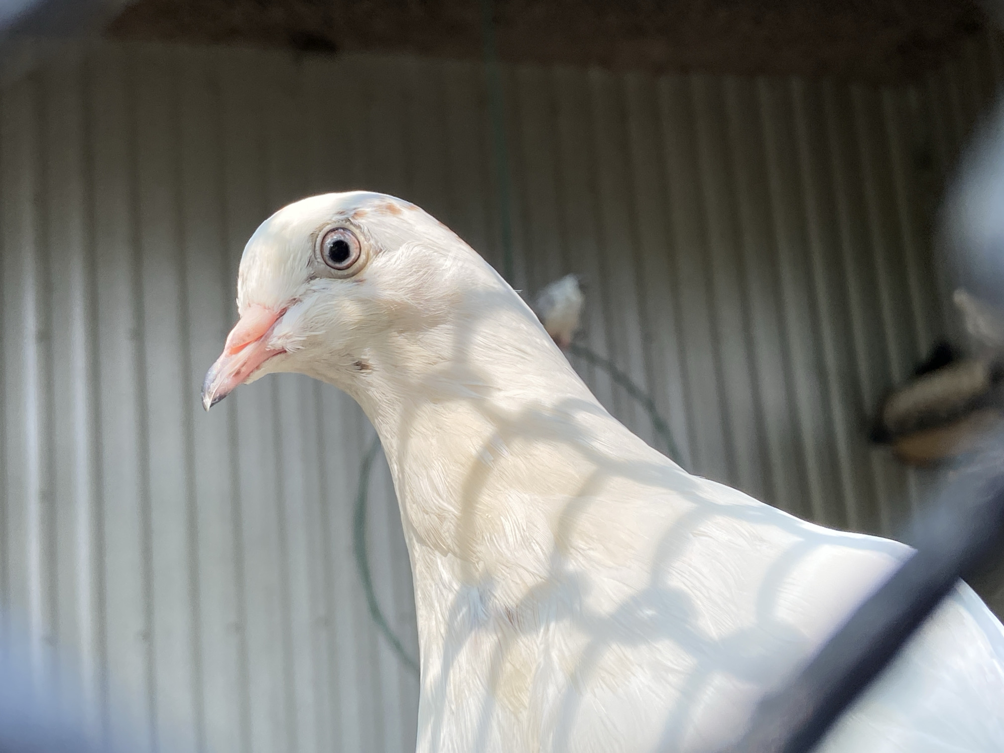 A close-up, low-angle shot shows the head and upper body of a white dove against a corrugated metal background. The dove's eye, which is dark with a black pupil, is clearly visible, along with its pink beak. Faint reddish-brown speckles are visible on the dove's head. The dove is partially obscured by shadows cast by a fence or cage. In the background, another dove can be seen out of focus. The setting appears to be an outdoor enclosure.
