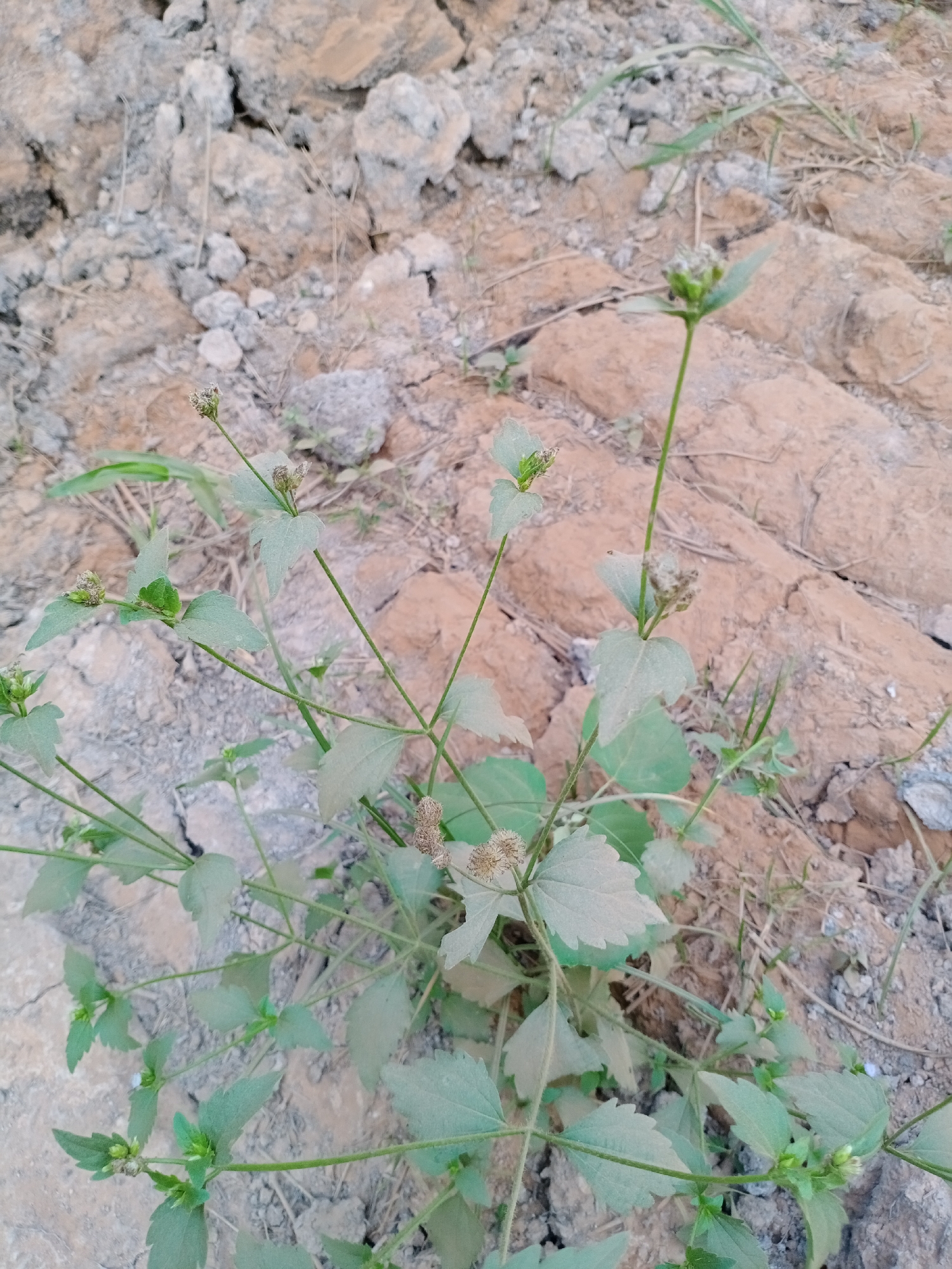 A close-up, eye-level, vertical shot displays a cluster of light green plants growing in dry, sandy soil. The plants have thin stems and broad, serrated leaves. Some plants are topped with small, fluffy seed heads or buds. The background consists of rough, uneven soil with scattered rocks and debris, suggesting a natural, uncultivated environment. The lighting is soft and diffused, casting no harsh shadows, indicating it might be overcast or late afternoon. The location is identified as Ketapang, Indonesia. No people are visible in the image.